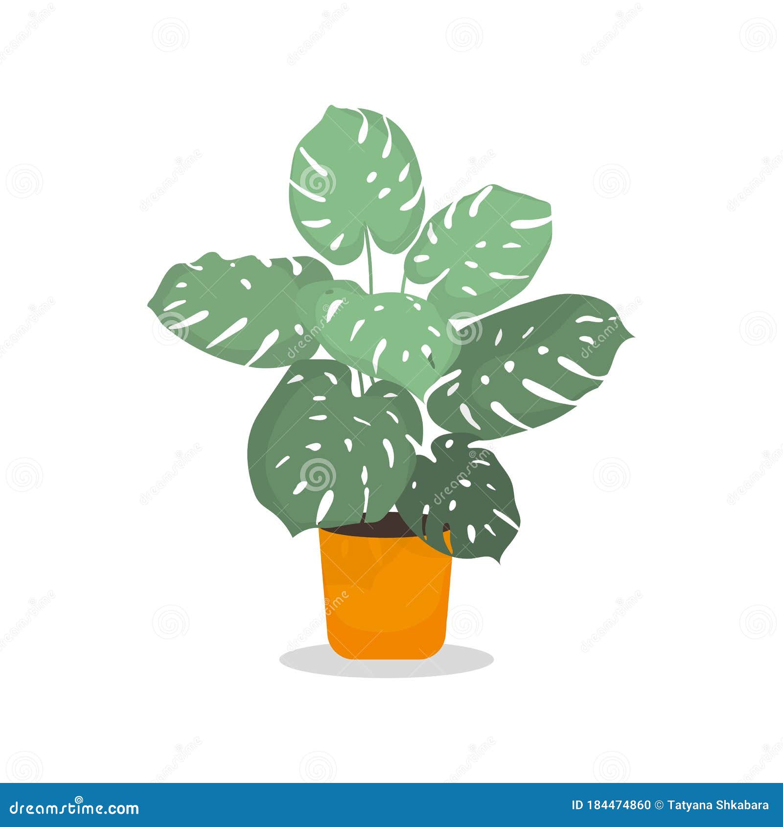 Monstera in the Pot Isolated on White Background. Flat Style Home Plant ...