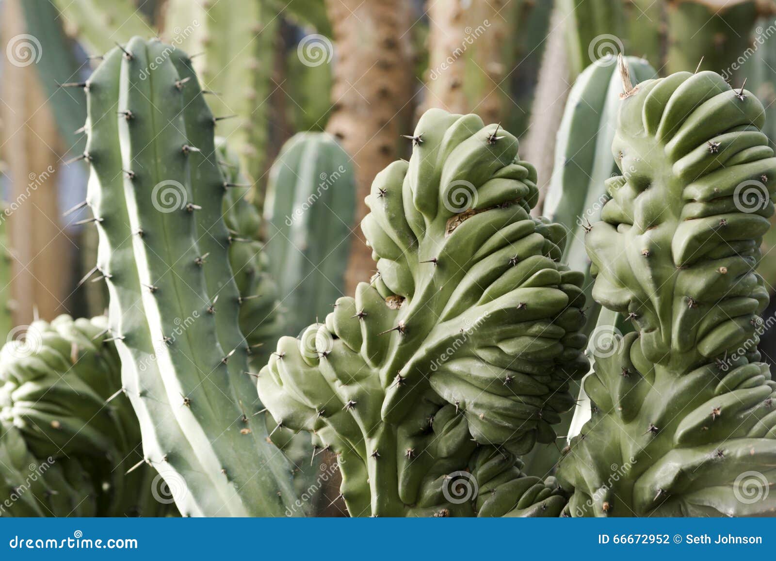 Monstro do cacto foto de stock. Imagem de flores, brilhante - 66672952