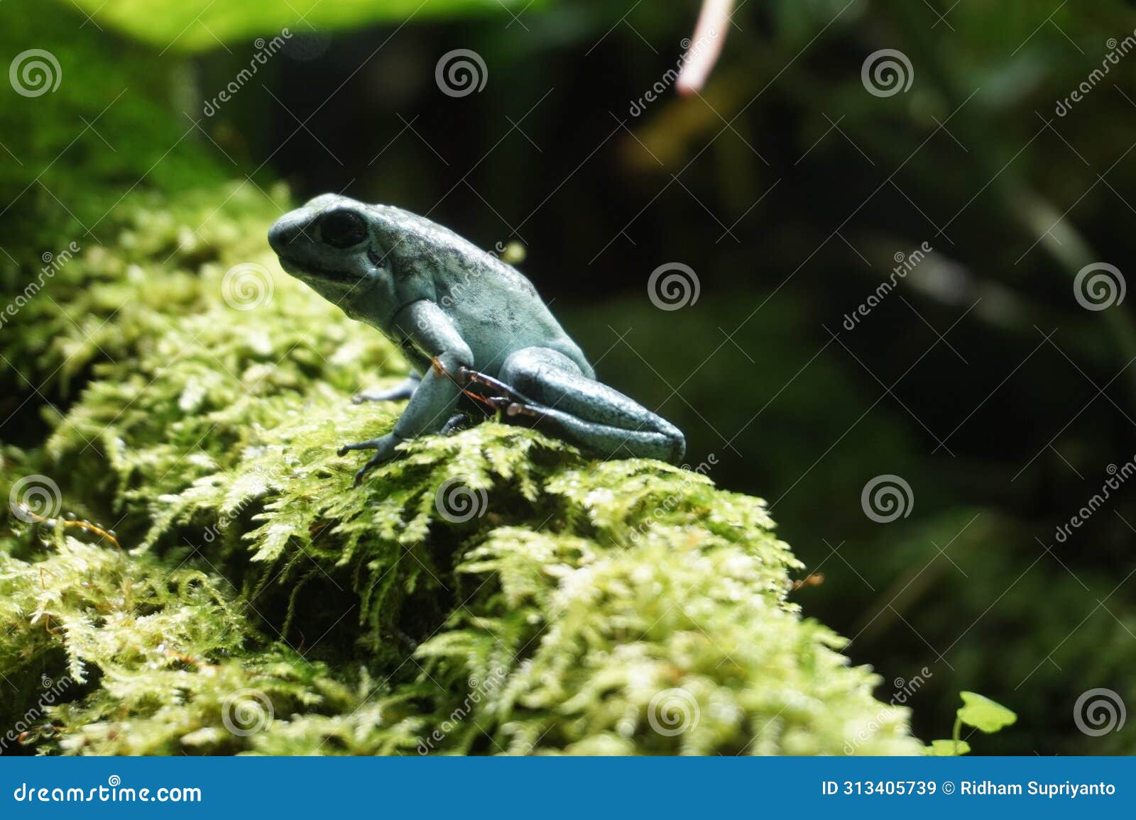 monstrous poison dart frog