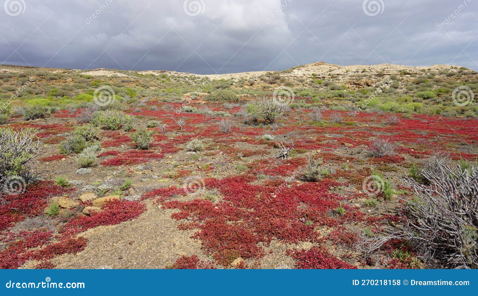 montaÃ±a pelada natural reserve landscape