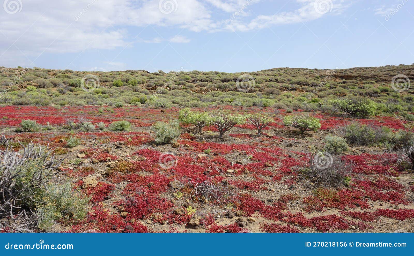 montaÃ±a pelada natural reserve landscape, succulent plants of tenerife, canary islands, spain