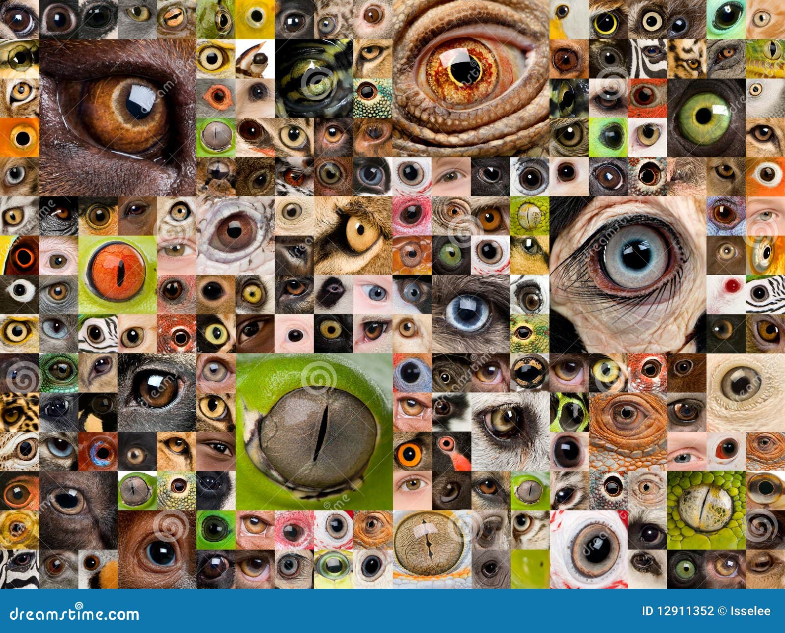 montage of animal eyes