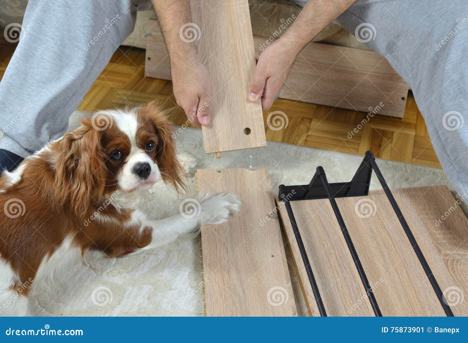 Montage Of A Cabinet And Dog S Precious Help Stock Image Image