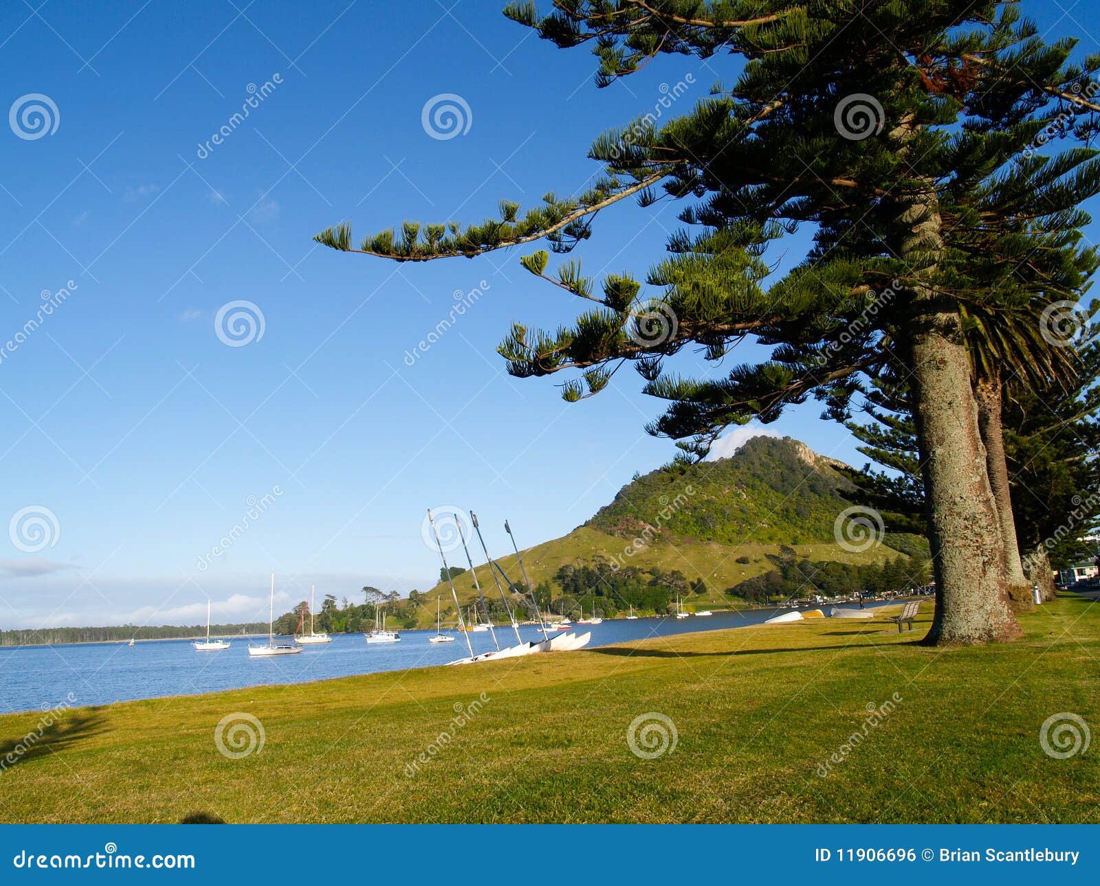 Montagem Maunganui, opinião do porto. Maunganui da montagem visto através dos pinhos de Norfolk. Nova Zelândia.