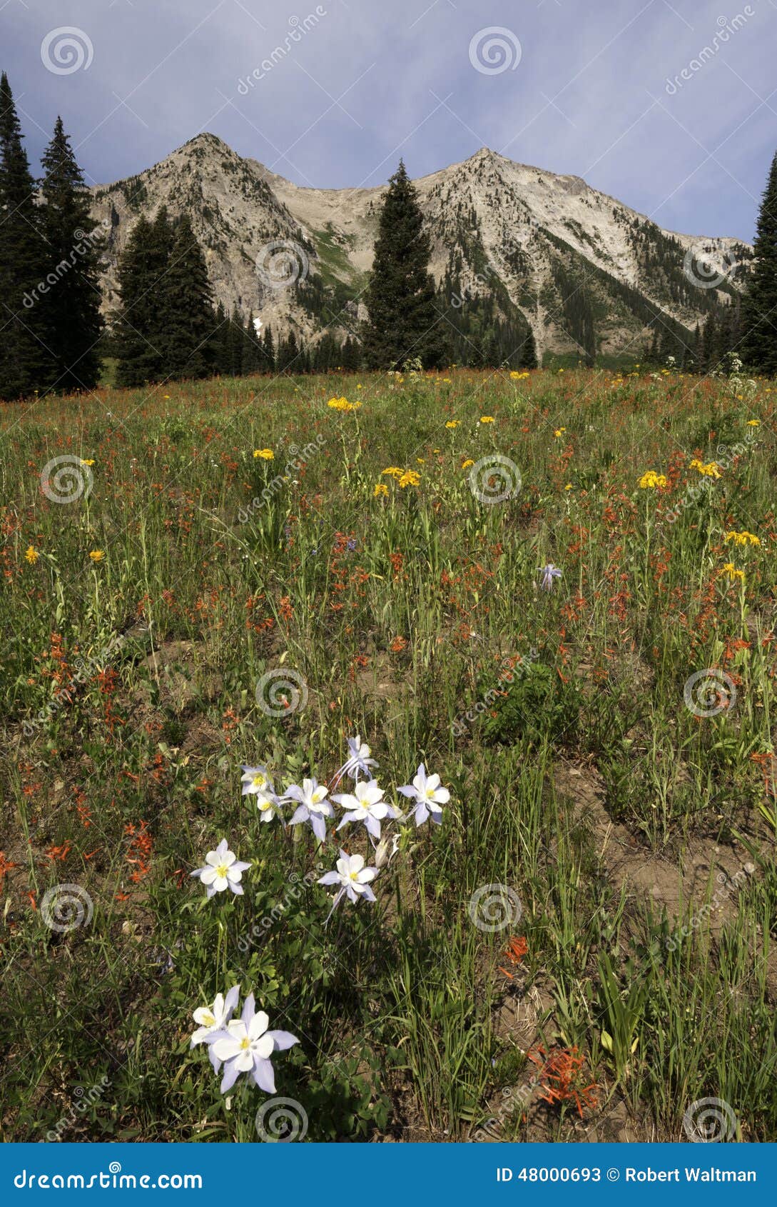 Montagna orientale di Beckwith dal passaggio di Kebler. I fiori selvaggi abbondano nella foresta nazionale di Gunnison con il contesto della montagna orientale di Beckwith La colombina blu di Colorado nella priorità alta è il fiore di stato di Colorado