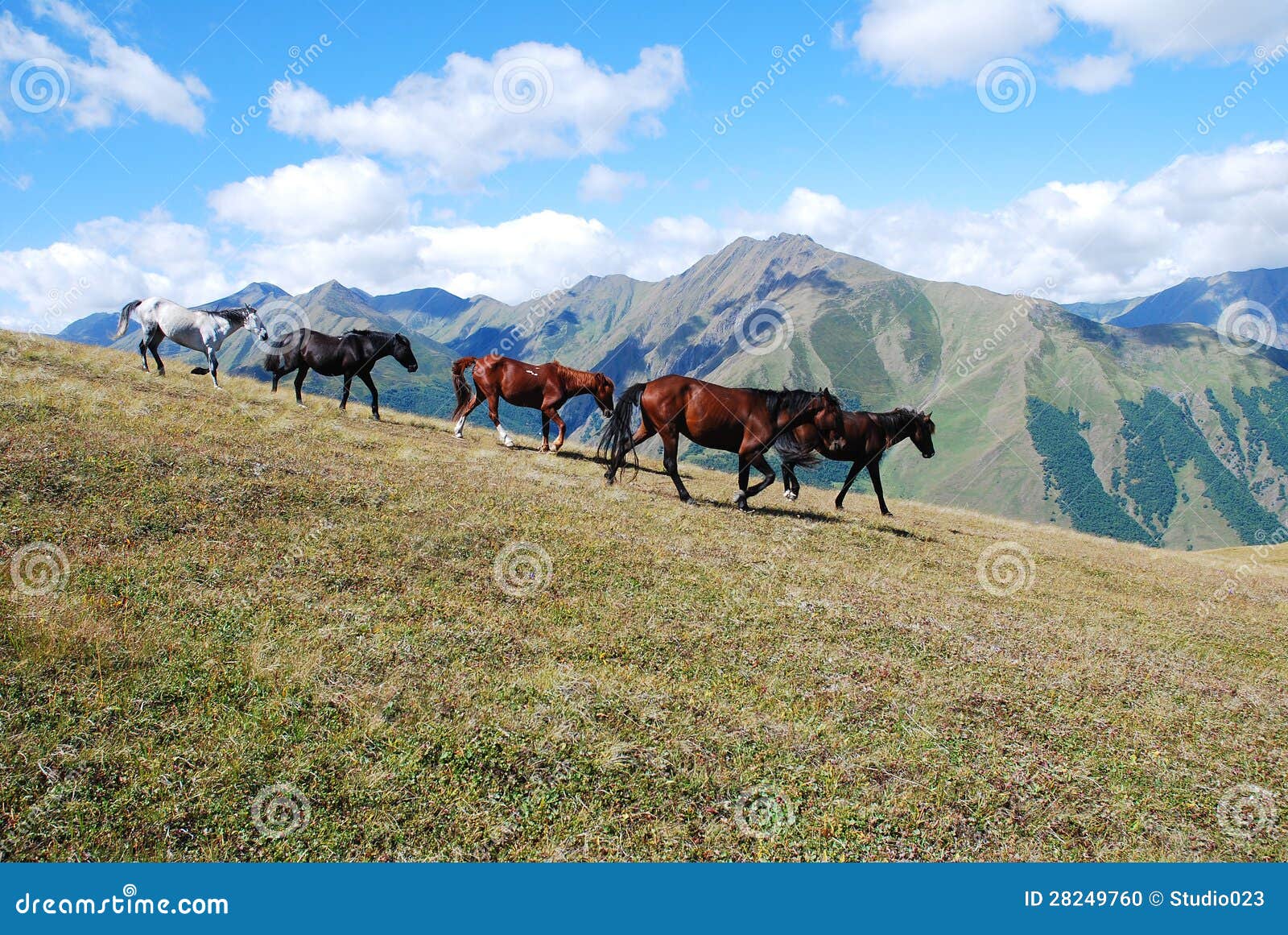 Montagne correnti dei cavalli. Gregge dei cavalli selvaggii che galoppano le alte montagne