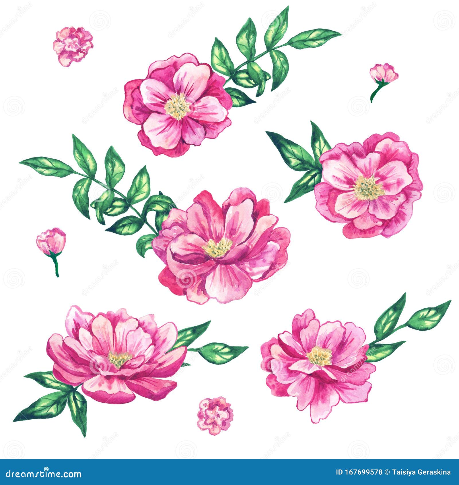 Montaje De Hermosas Flores Rosas Con Hojas Dibujo De Acuarela Dibujado a  Mano Aislado Sobre Fondo Blanco Stock de ilustración - Ilustración de  prado, cuadro: 167699578