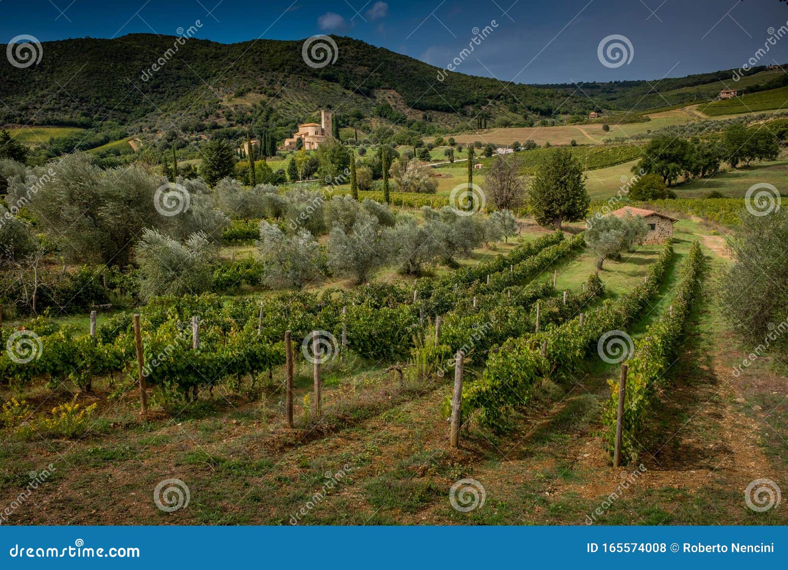 montalcino, siena - tuscany, italy