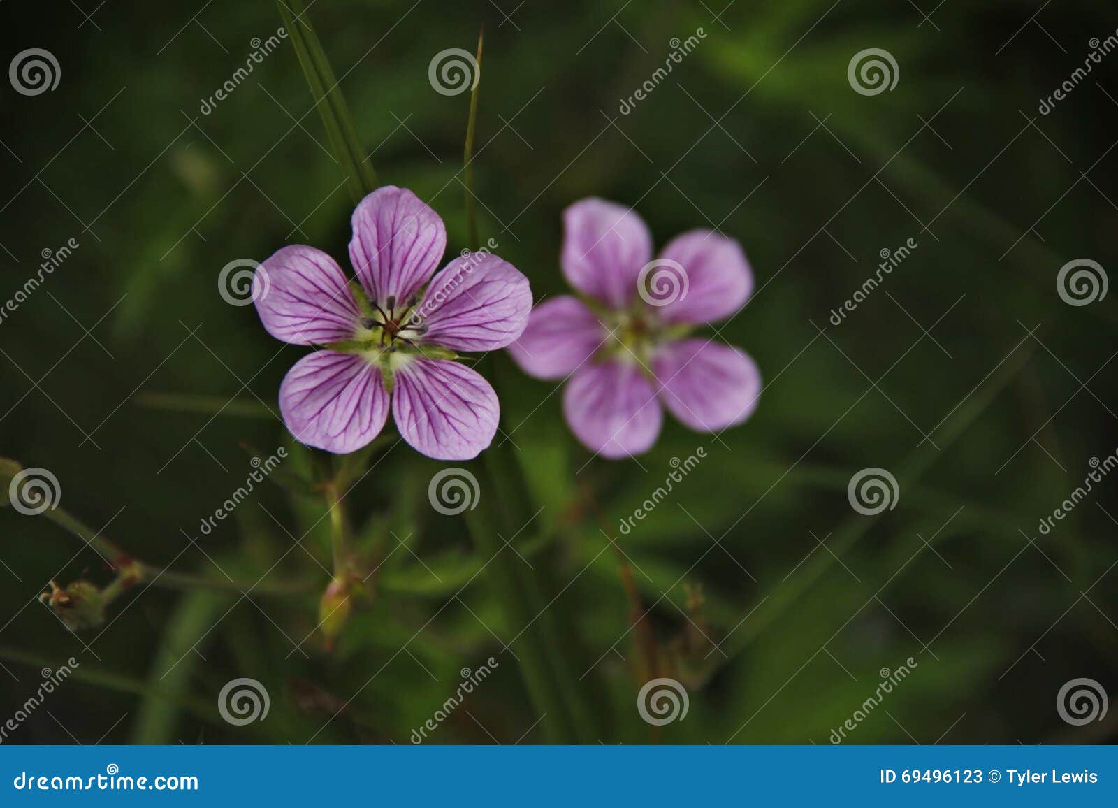 Montana flowers stock image. Image of camera, montana 69496123