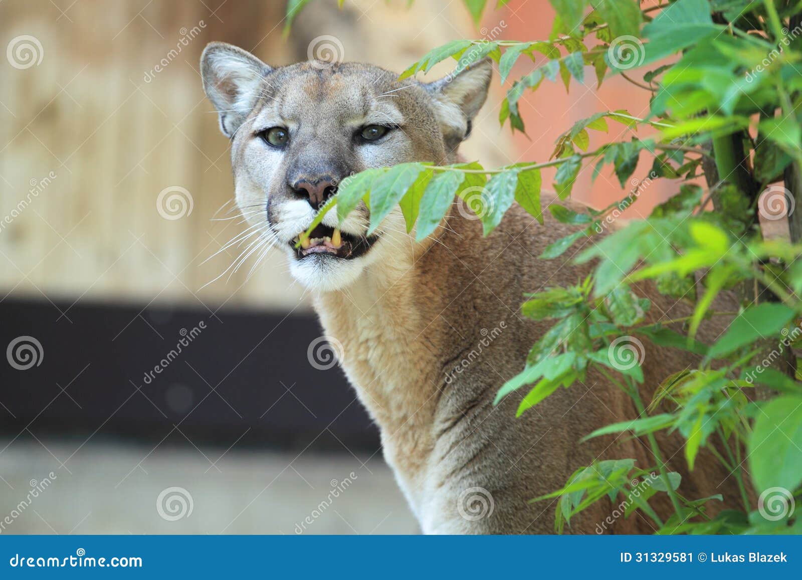 puma montana