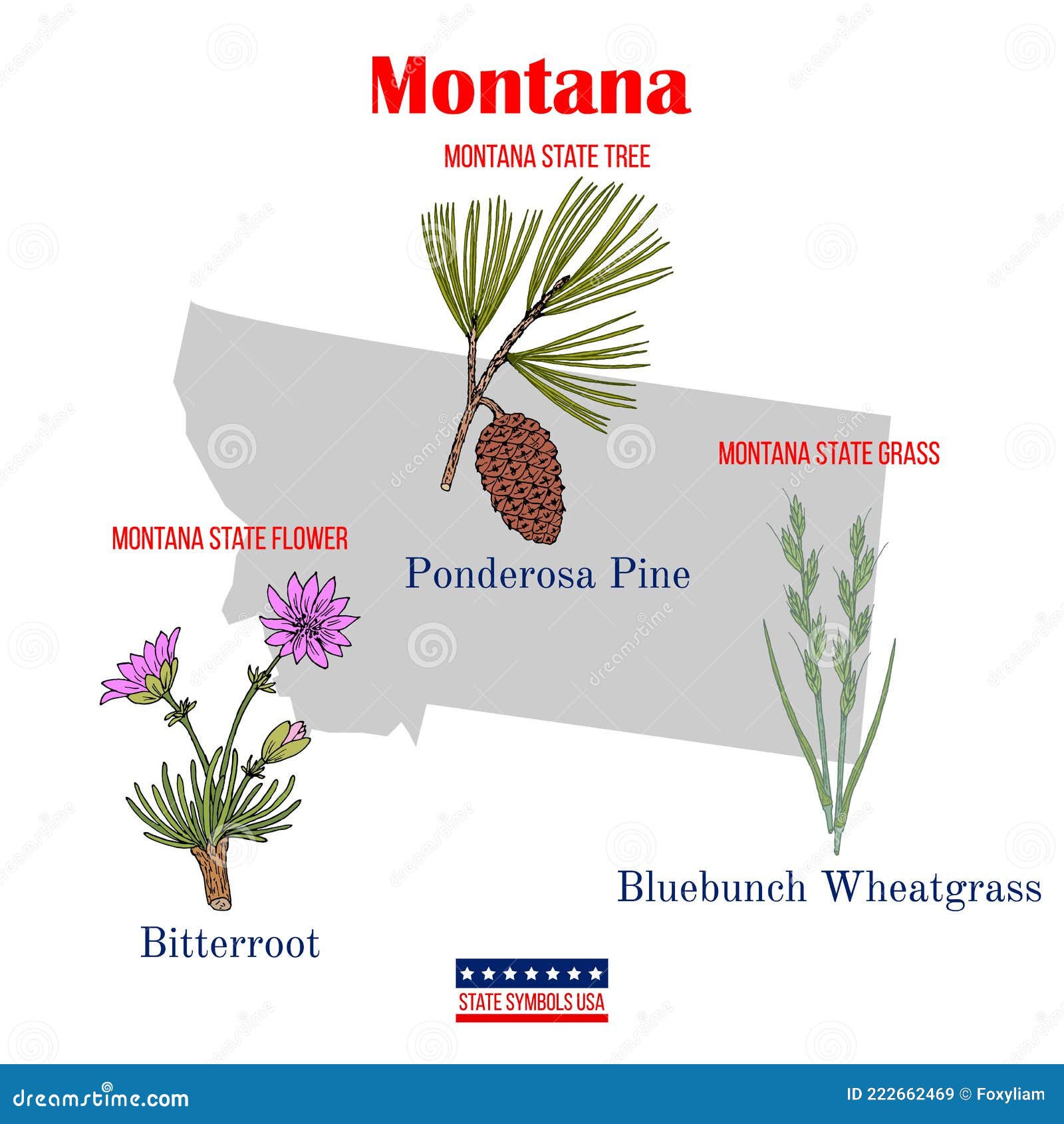 montana. set of usa official state s