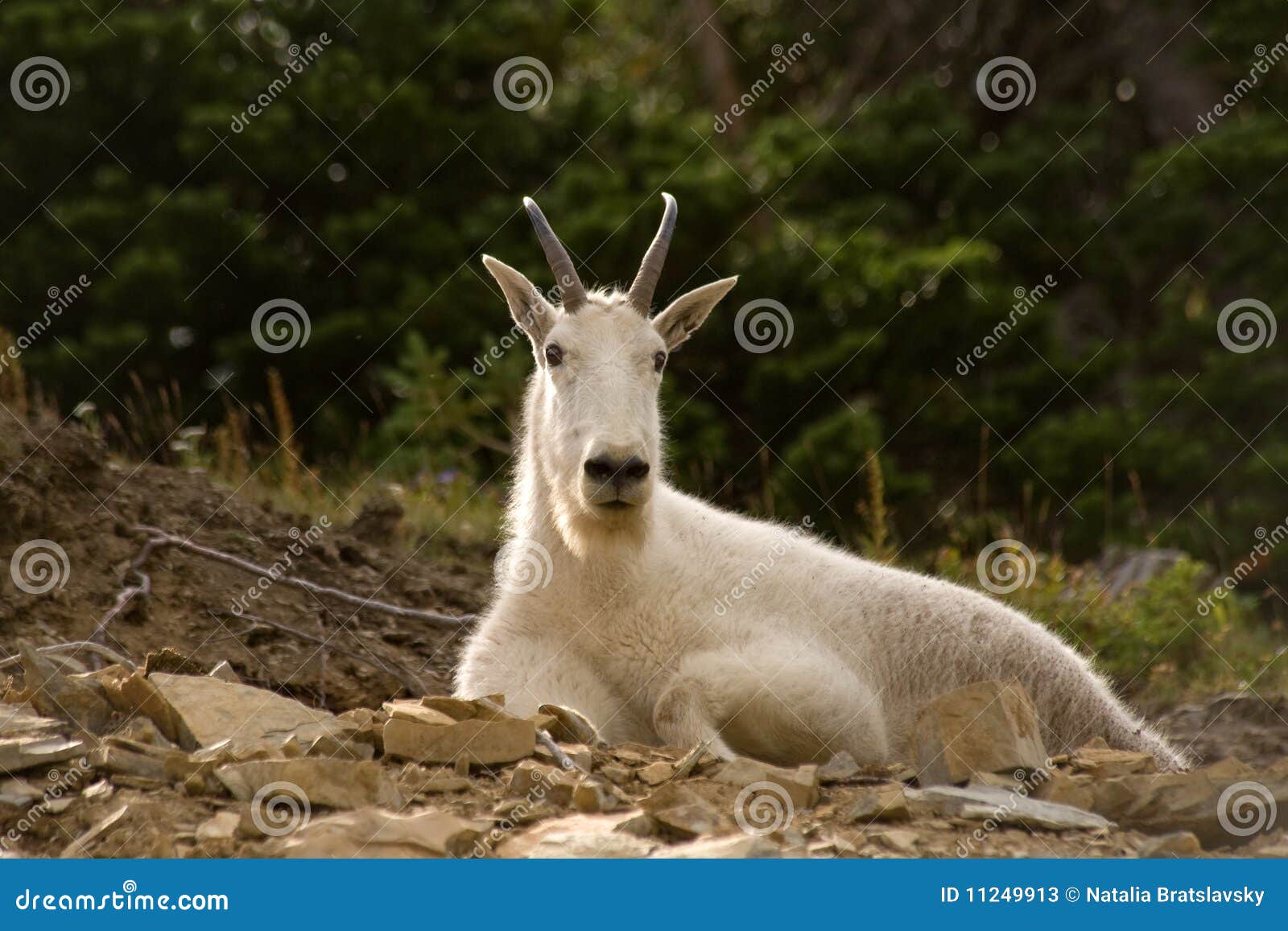 Montana wildlife stock image. Image of sighting, park 11249913