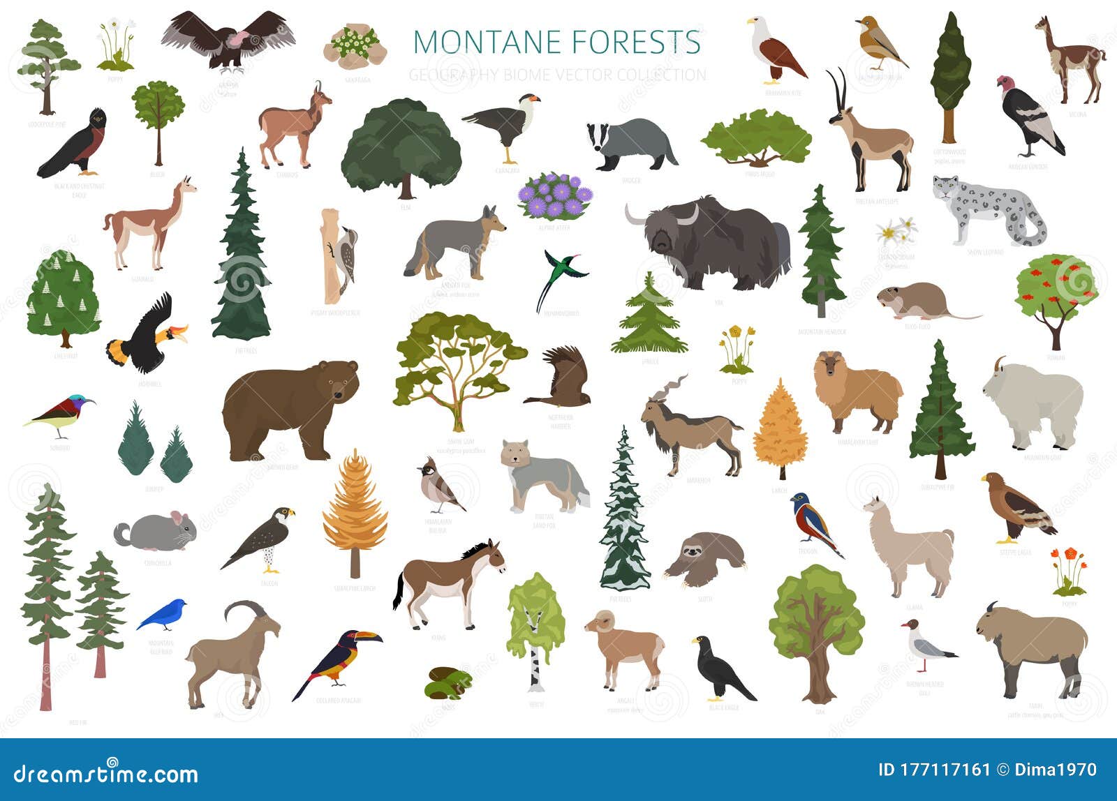 Montane Forest Biome, Natural Region Infographic. Terrestrial Ecosystem ...