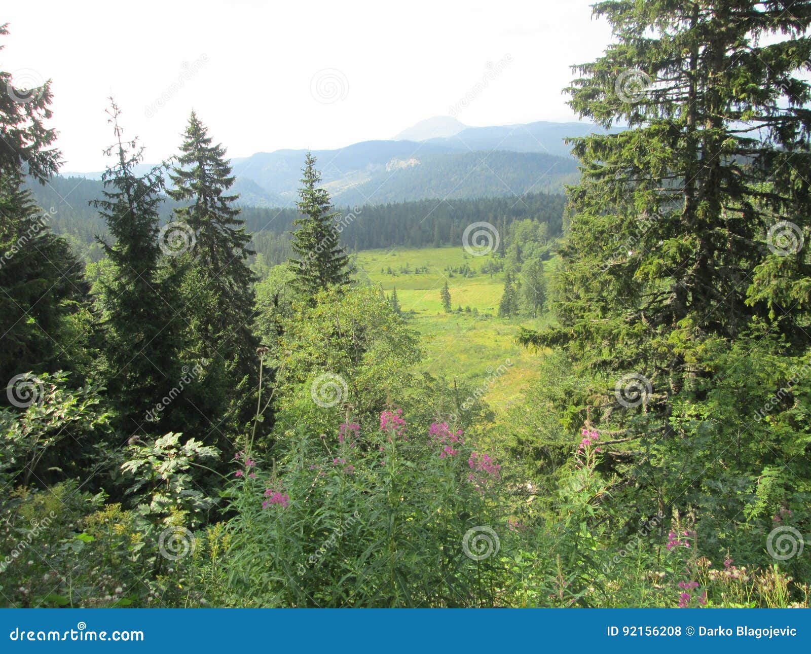 Jogo Dos Cavalos Selvagens Na Montanha Jahorina Foto de Stock