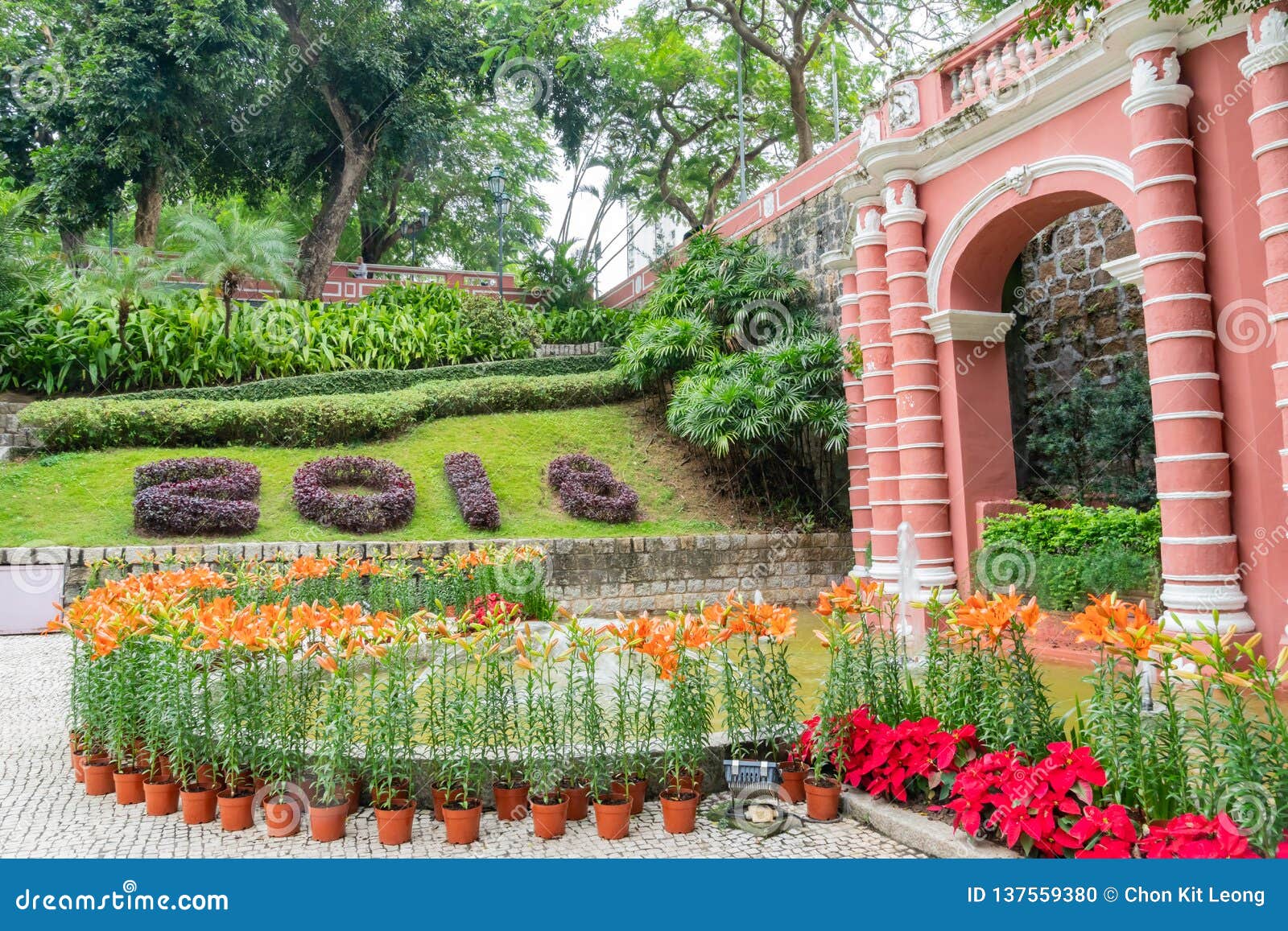 montanha russa garden with lily and poinsettia blossom