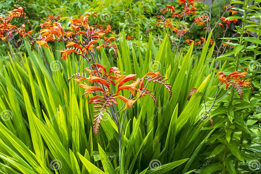 Montbretie, Crocosmia Plant with Orange Flowers Stock Photo Image of