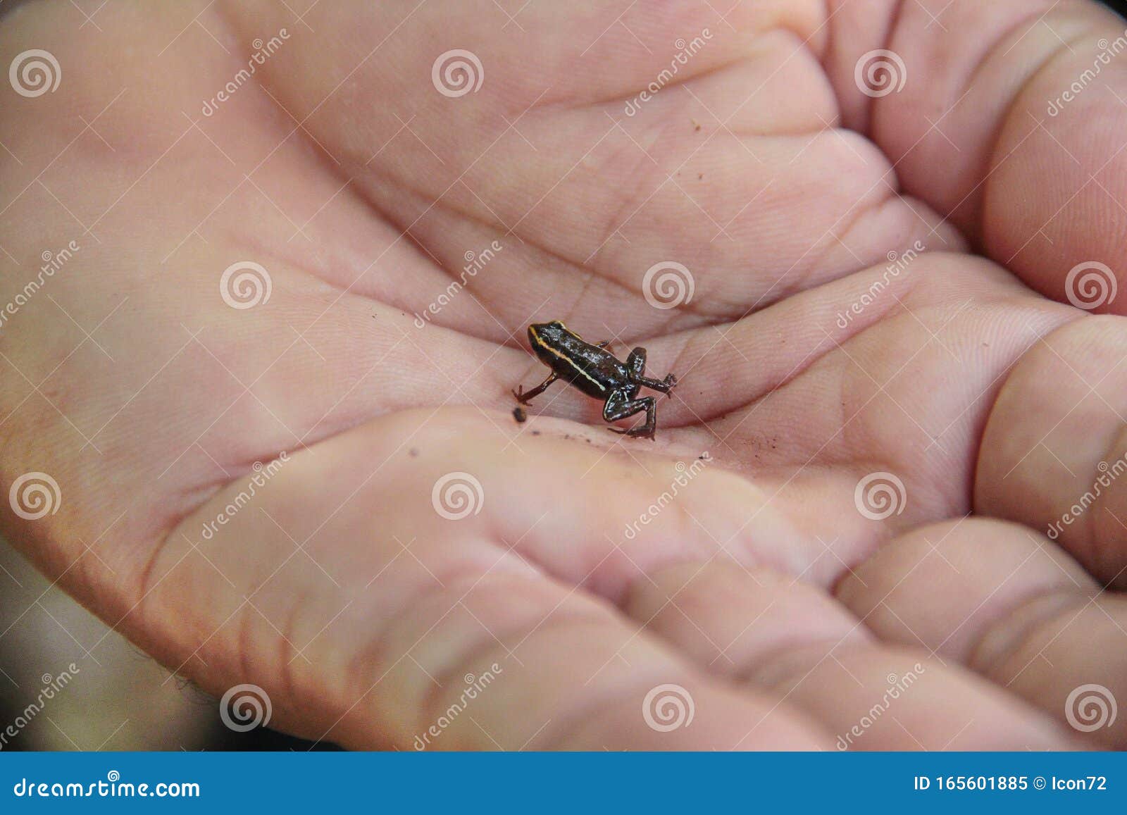 monte iberia eleuth frog eleutherodactylus iberia, the smallest frog in the world 8 to 10 mm, near baracoa, eastern cuba