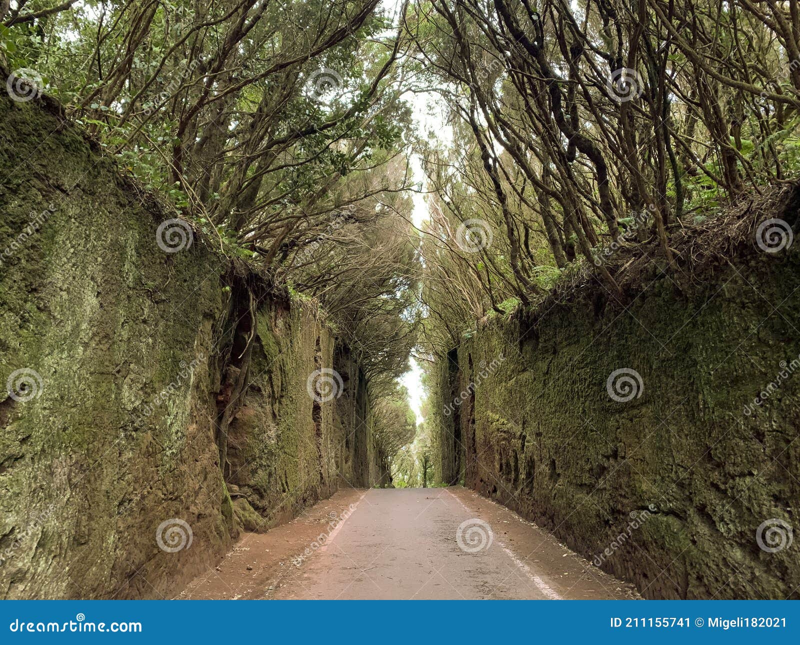 monte verde en tenerife. green forest in tenerife