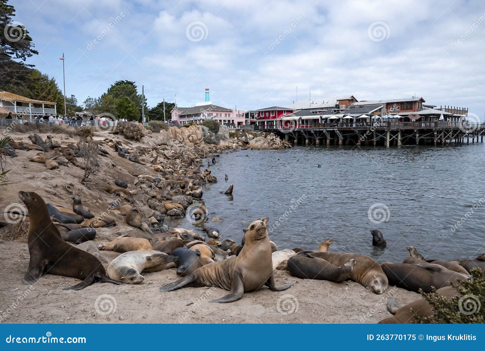 Sea Lions and Seals on Rocks with Wooden Houses and Wharf in Background