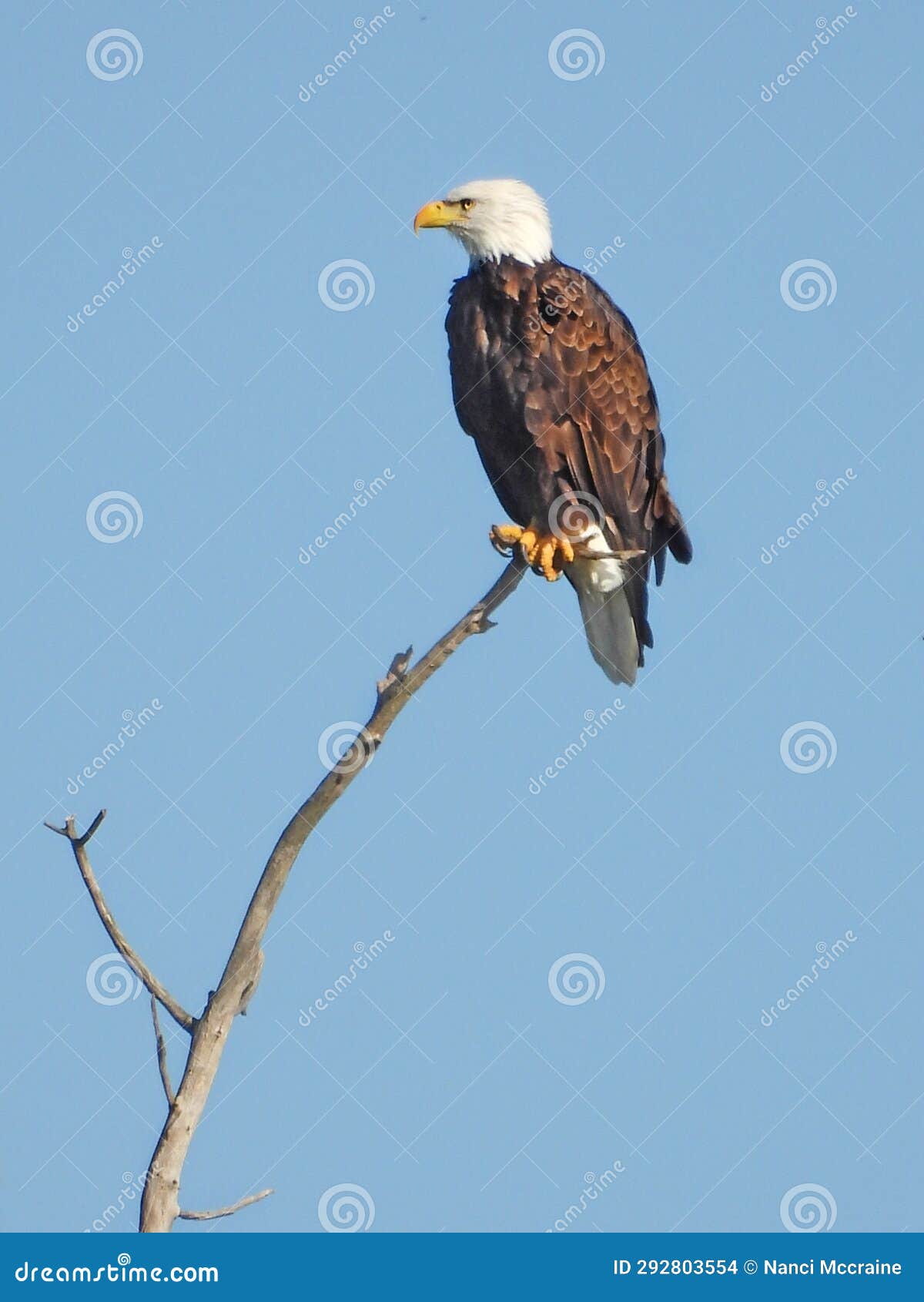 Bald Eagle Perched on Dead Branch in NYS Montezuma National Wildlife