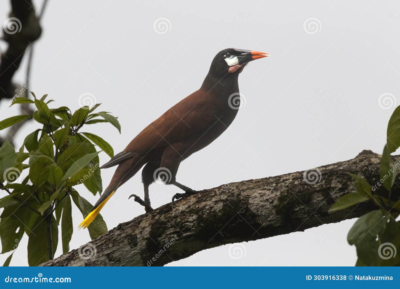 montezuma oropendola (psarocolius montezuma)