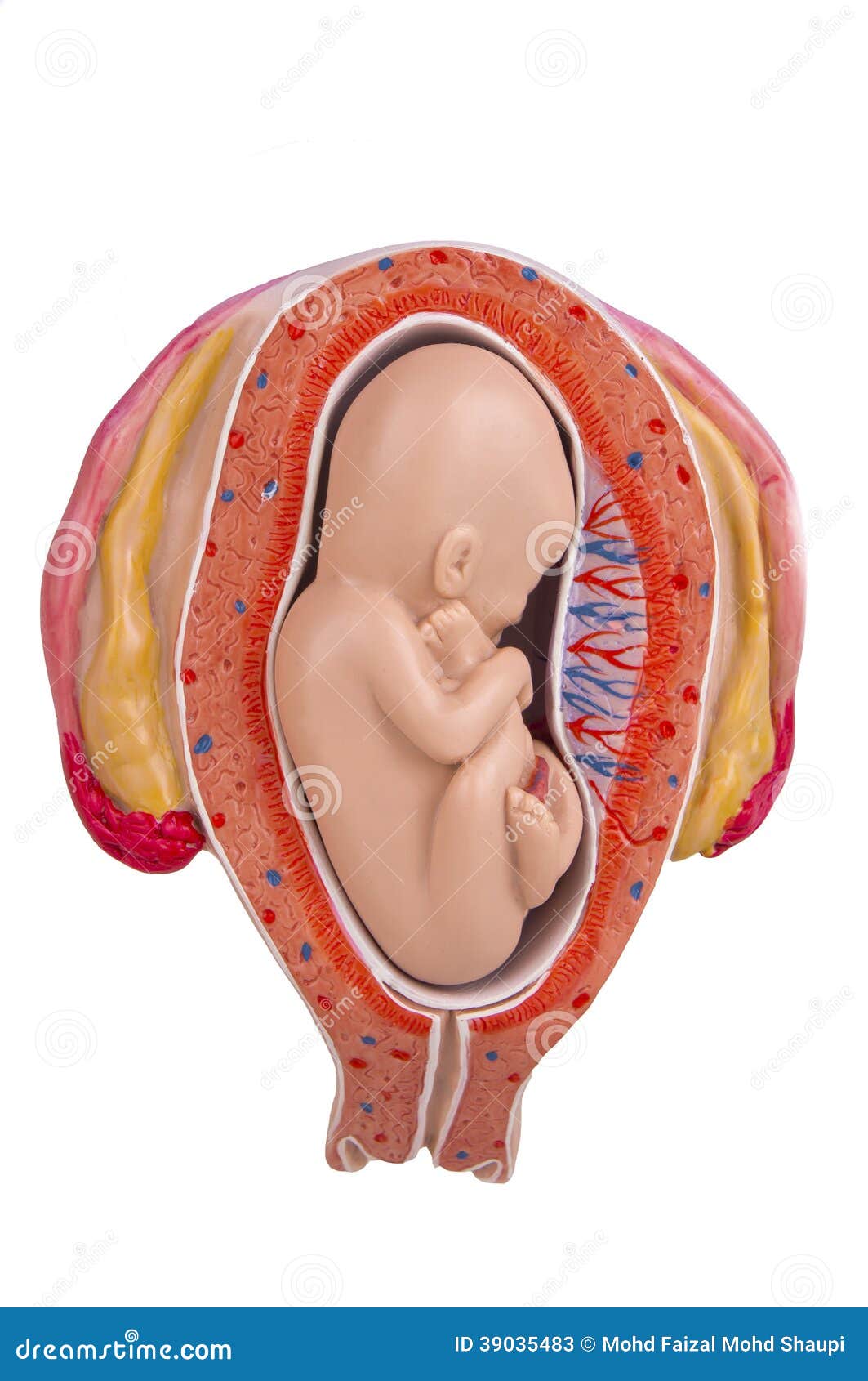 Month Old Baby In The Womb Stock Image 