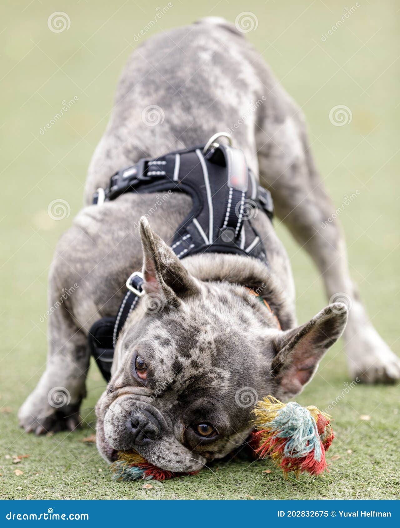7-month-old blue merle male puppy french bulldog chewing knot rope toy