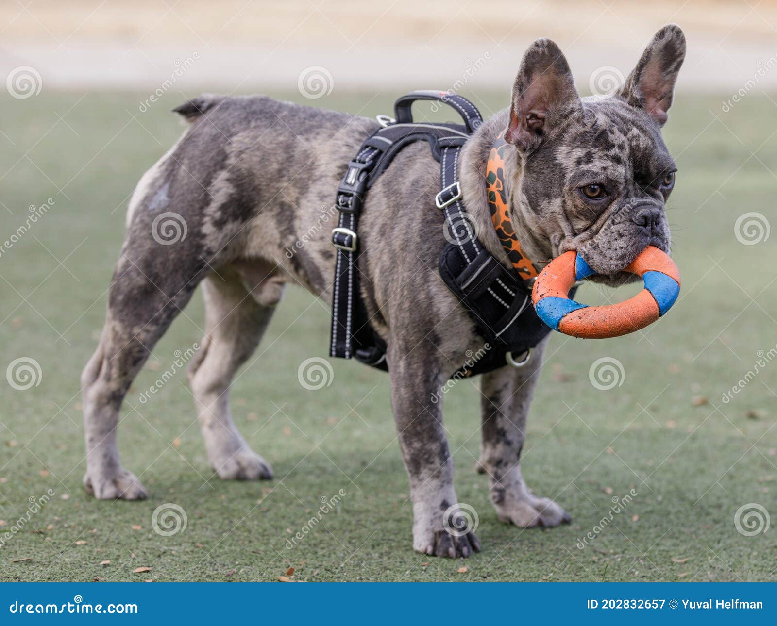 7-month-old blue merle male puppy french bulldog fetching ring toy
