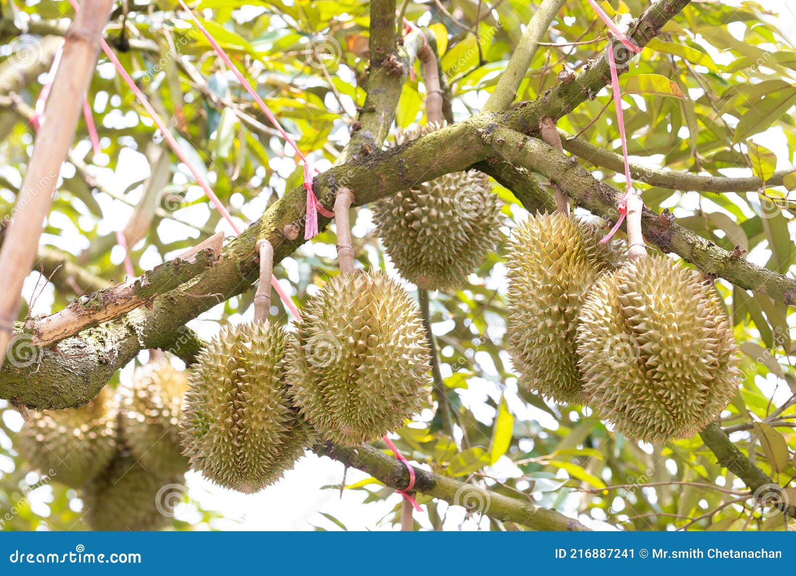 Monthong Durian Fruit on Tree Stock Image Image of farm, closeup 216887241