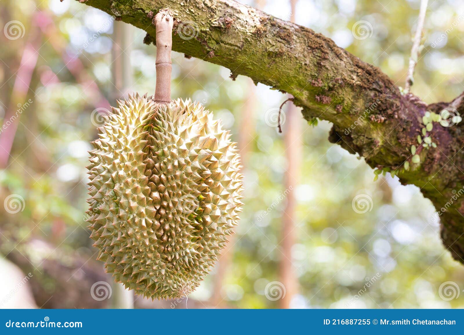 Monthong Durian Fruit on Tree Stock Image Image of thailand, nature 216887255