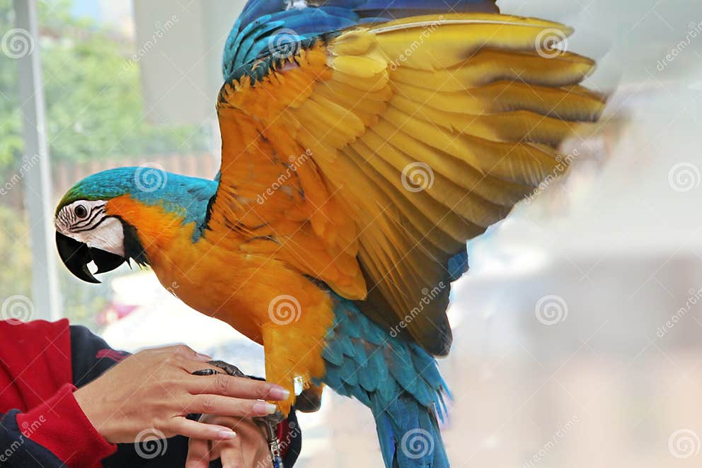 5 Months Blue and Yellow Macaw Lovely Bright Children`s Emotions Stock