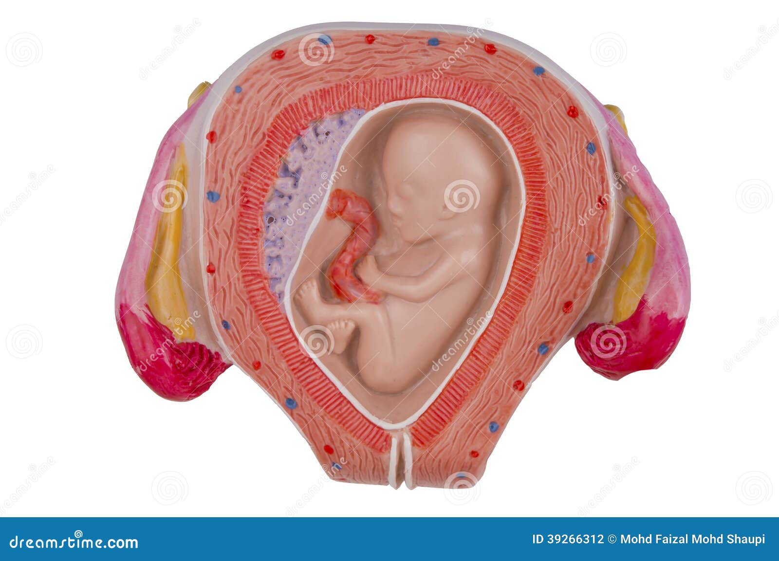 three months baby in the womb
