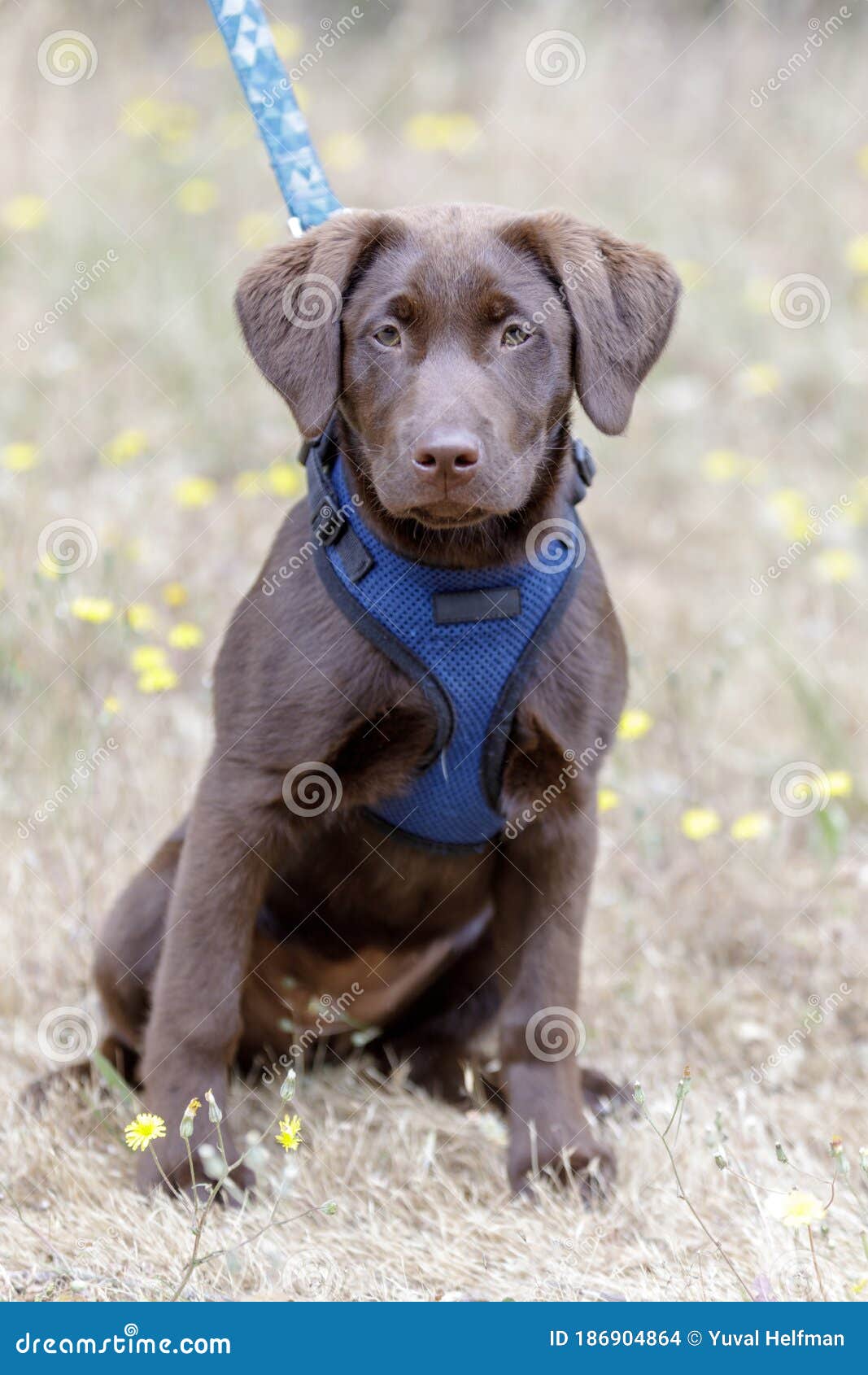 5 month old lab puppy