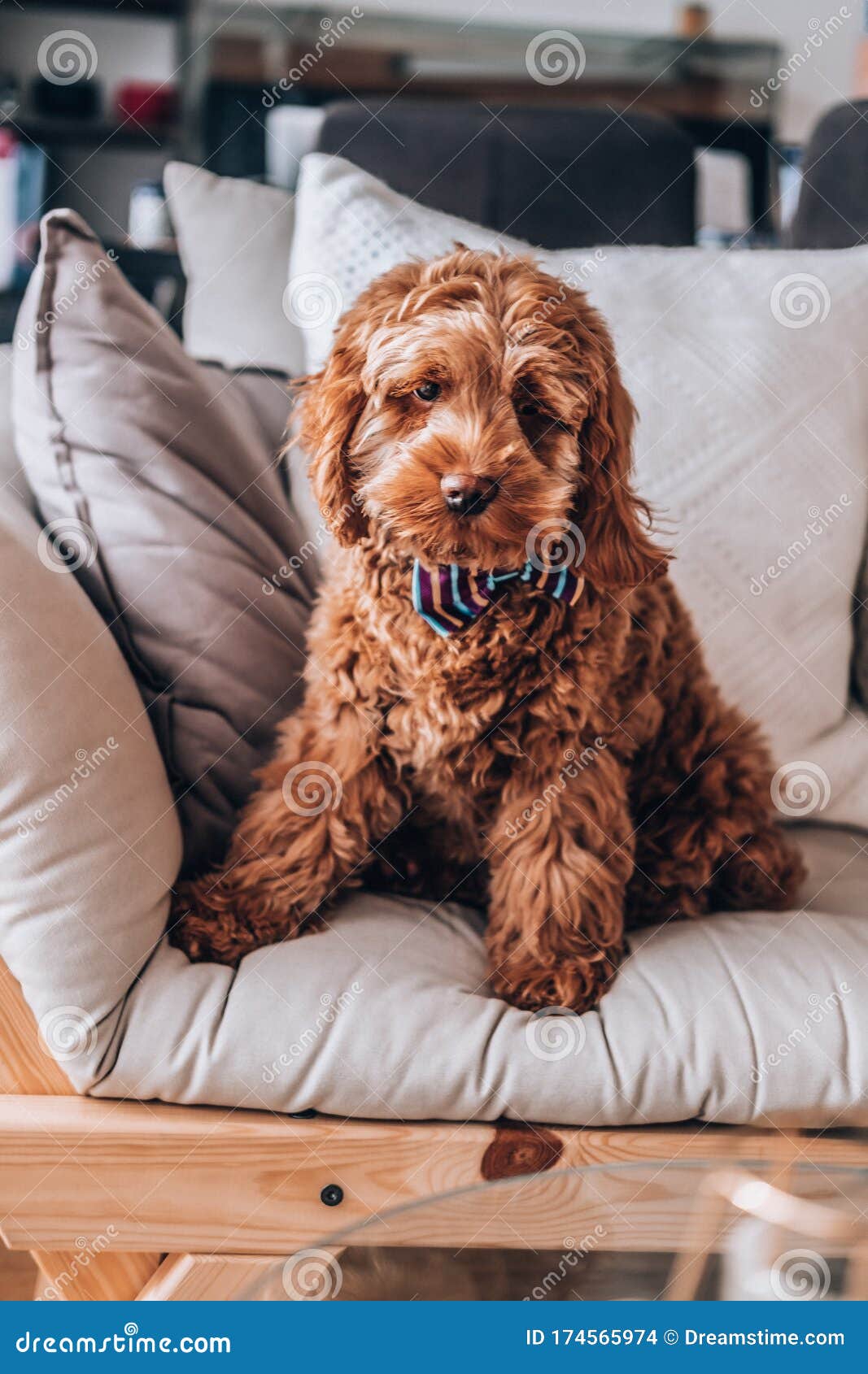 red f1 cockapoo