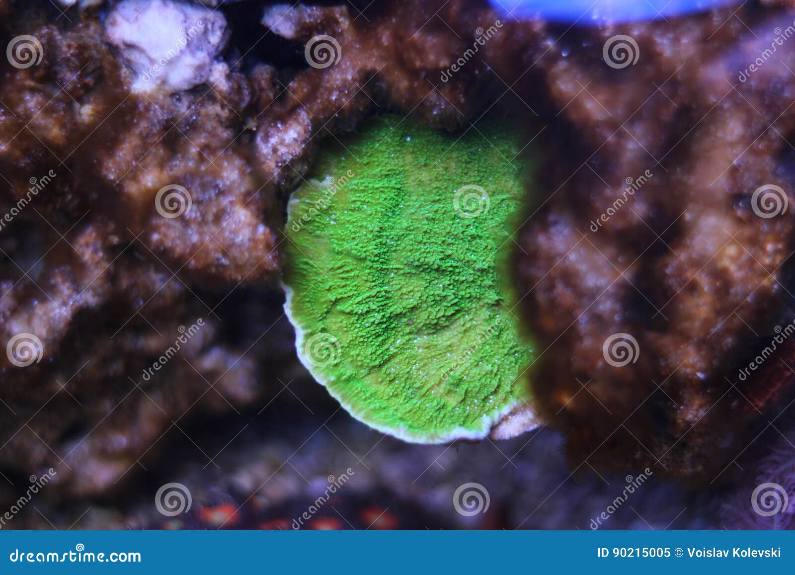 Montipora sps coral stock image. Image of corals, saltwater - 90215005