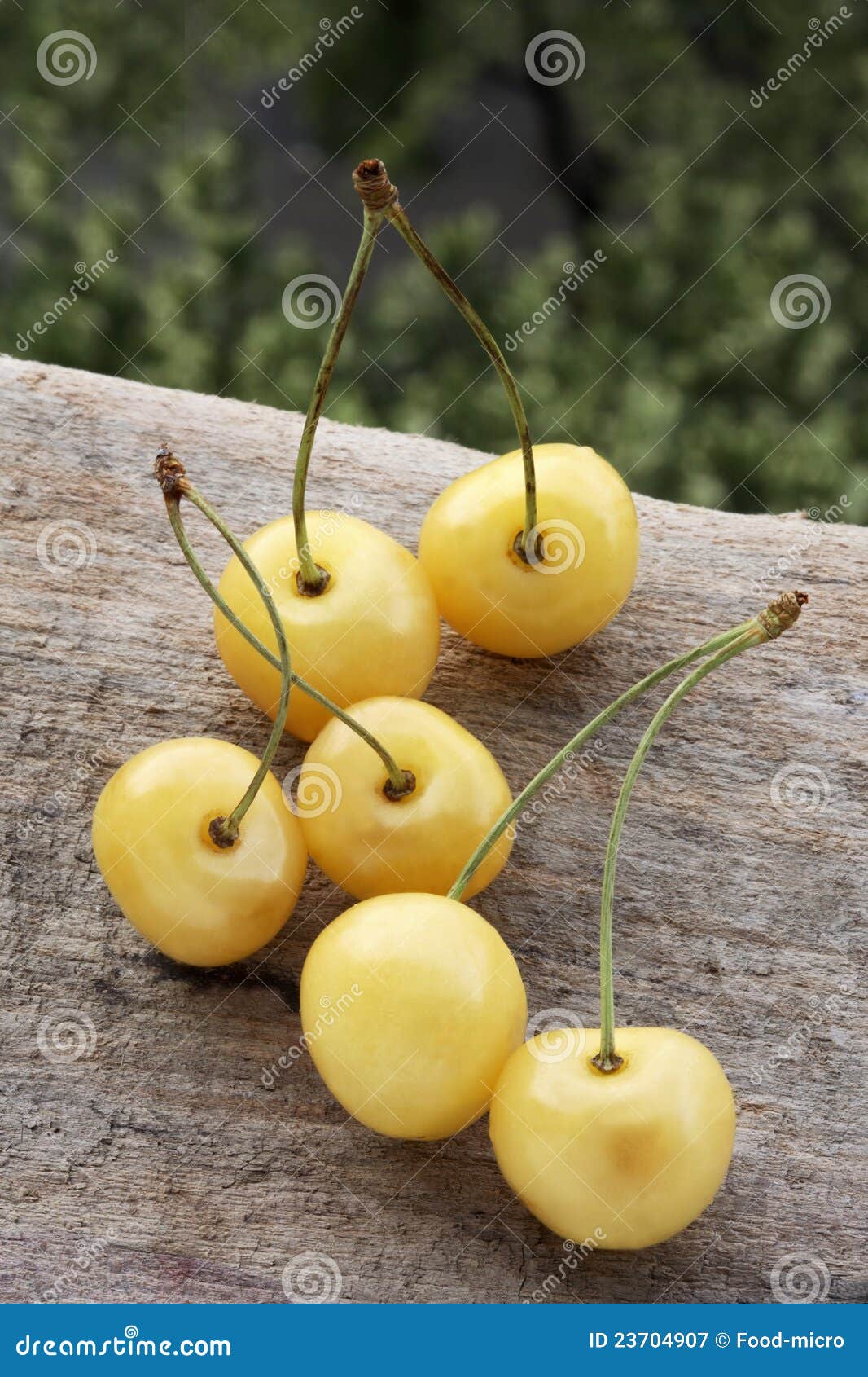 Montmorency Yellow Cherries Stock Image Image of tart, summer 23704907