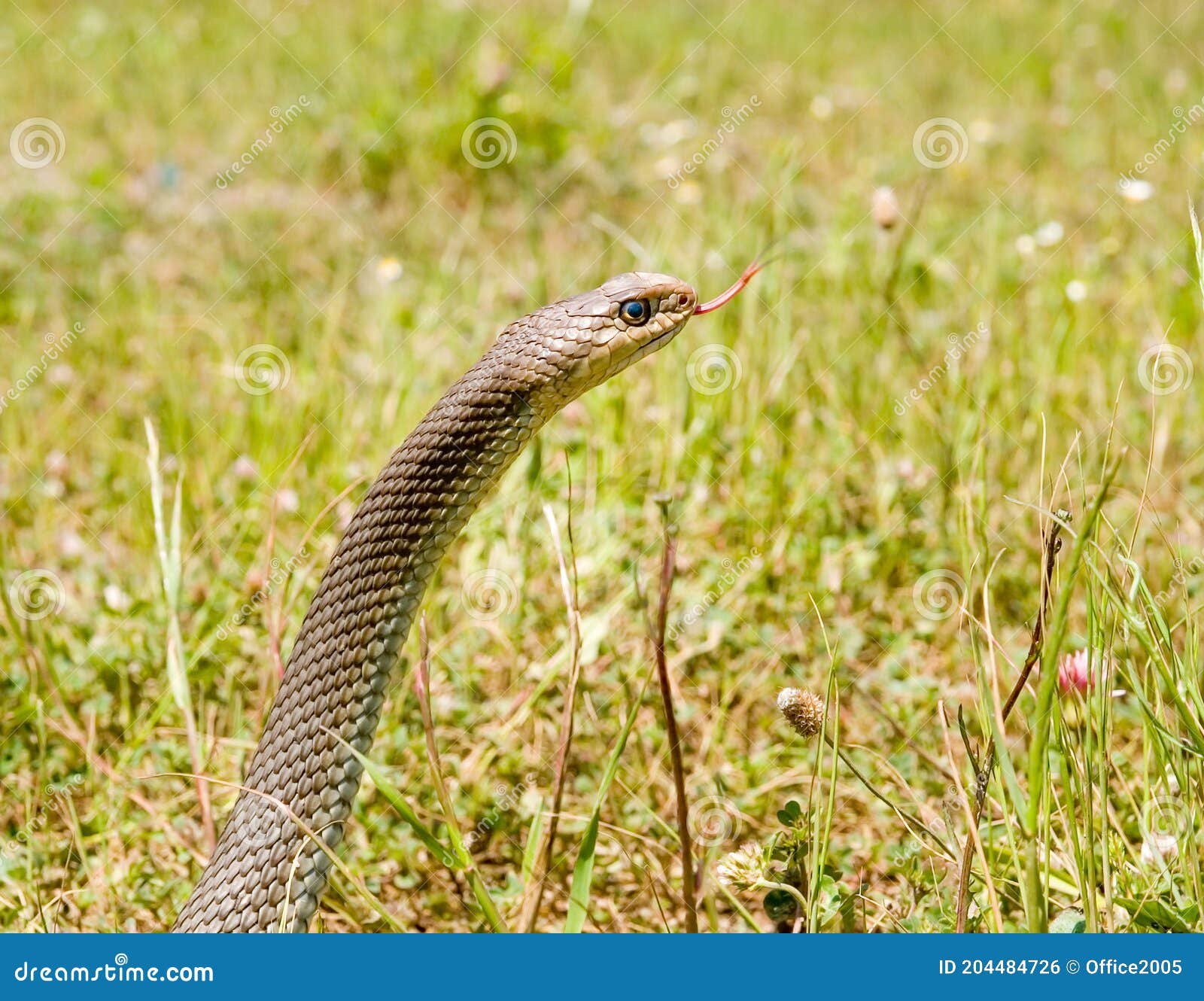 montpellier snake, malpolon monspessulanus