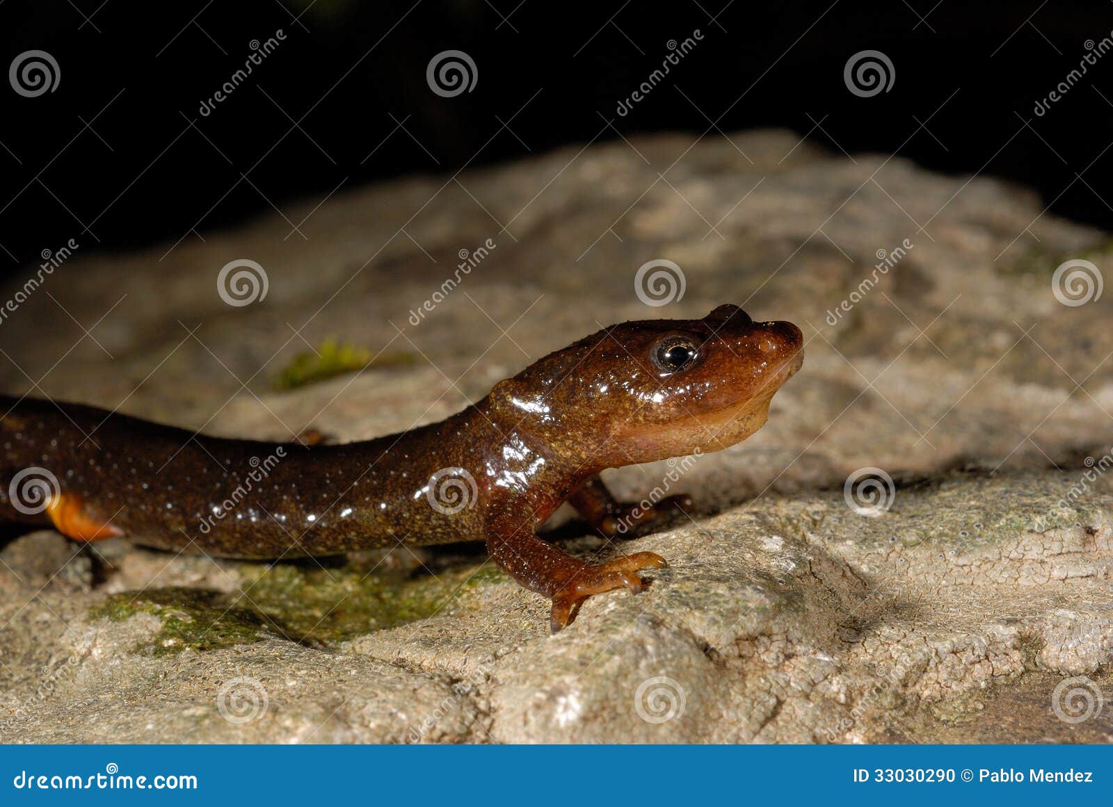 montseny brook salamander calotriton arnoldi in montseny, gerona, spain