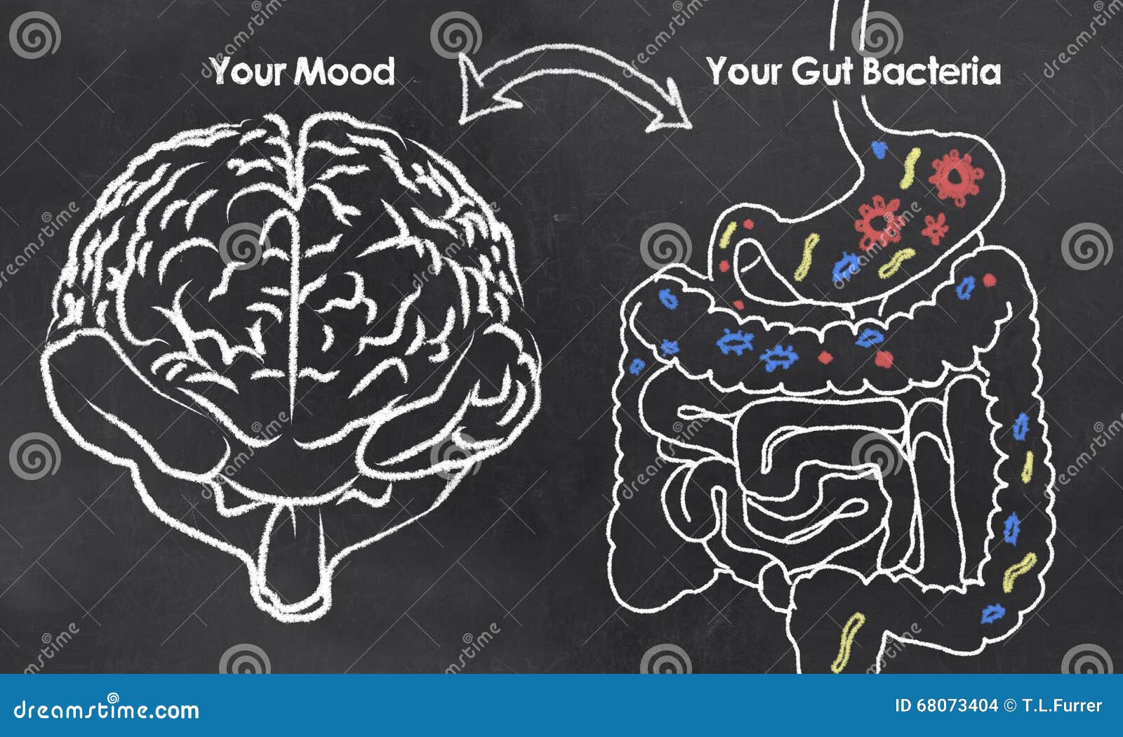 mood and gut bacteria