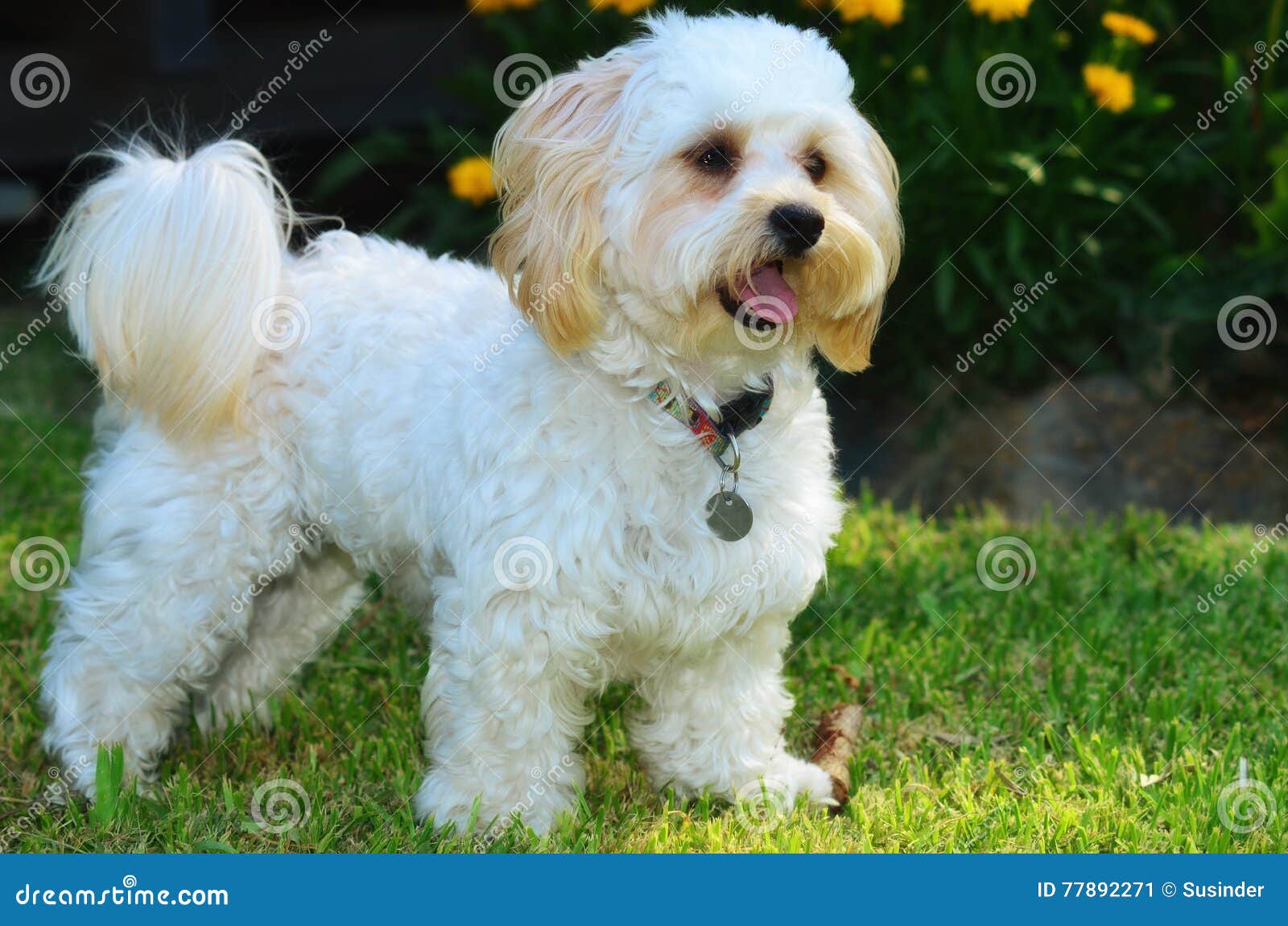 maltese x toy poodle