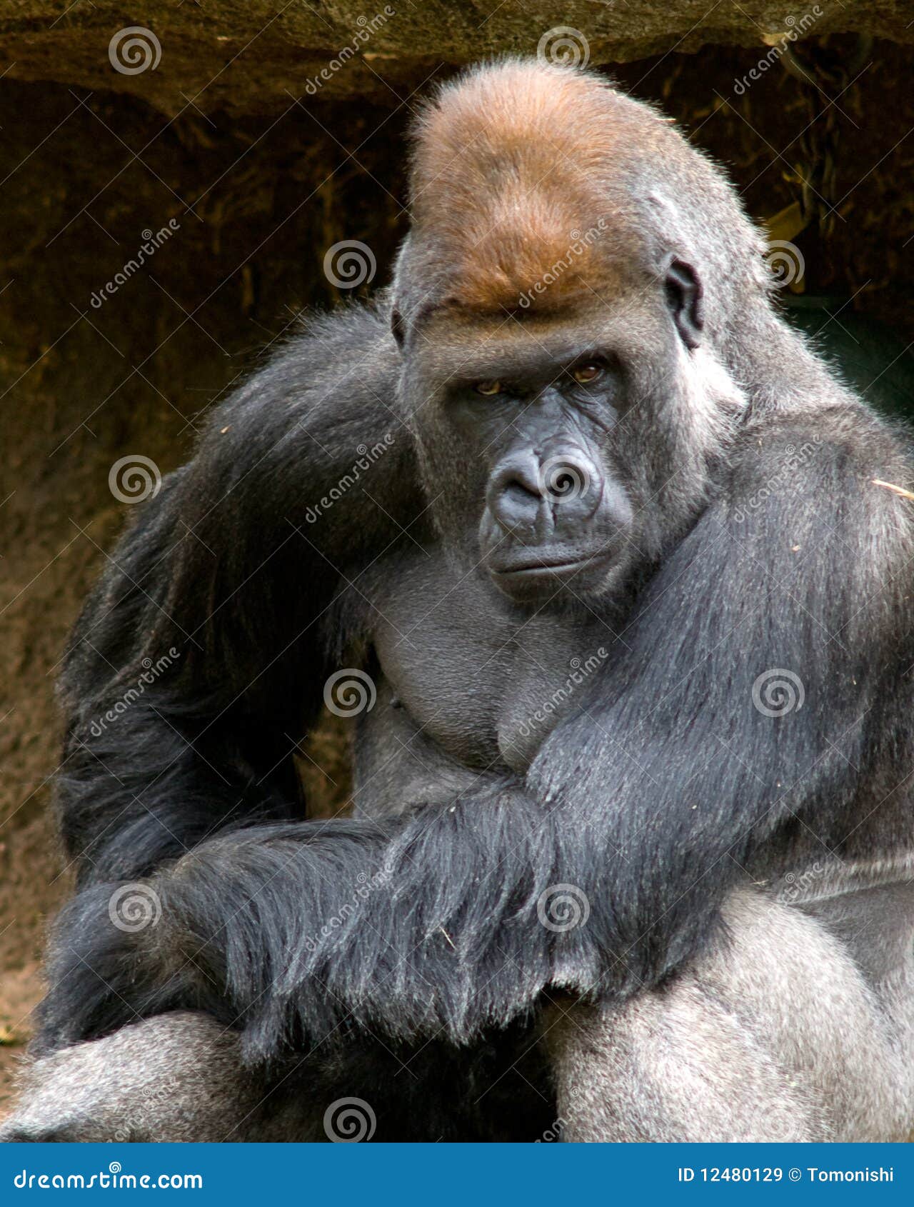 moody gorilla