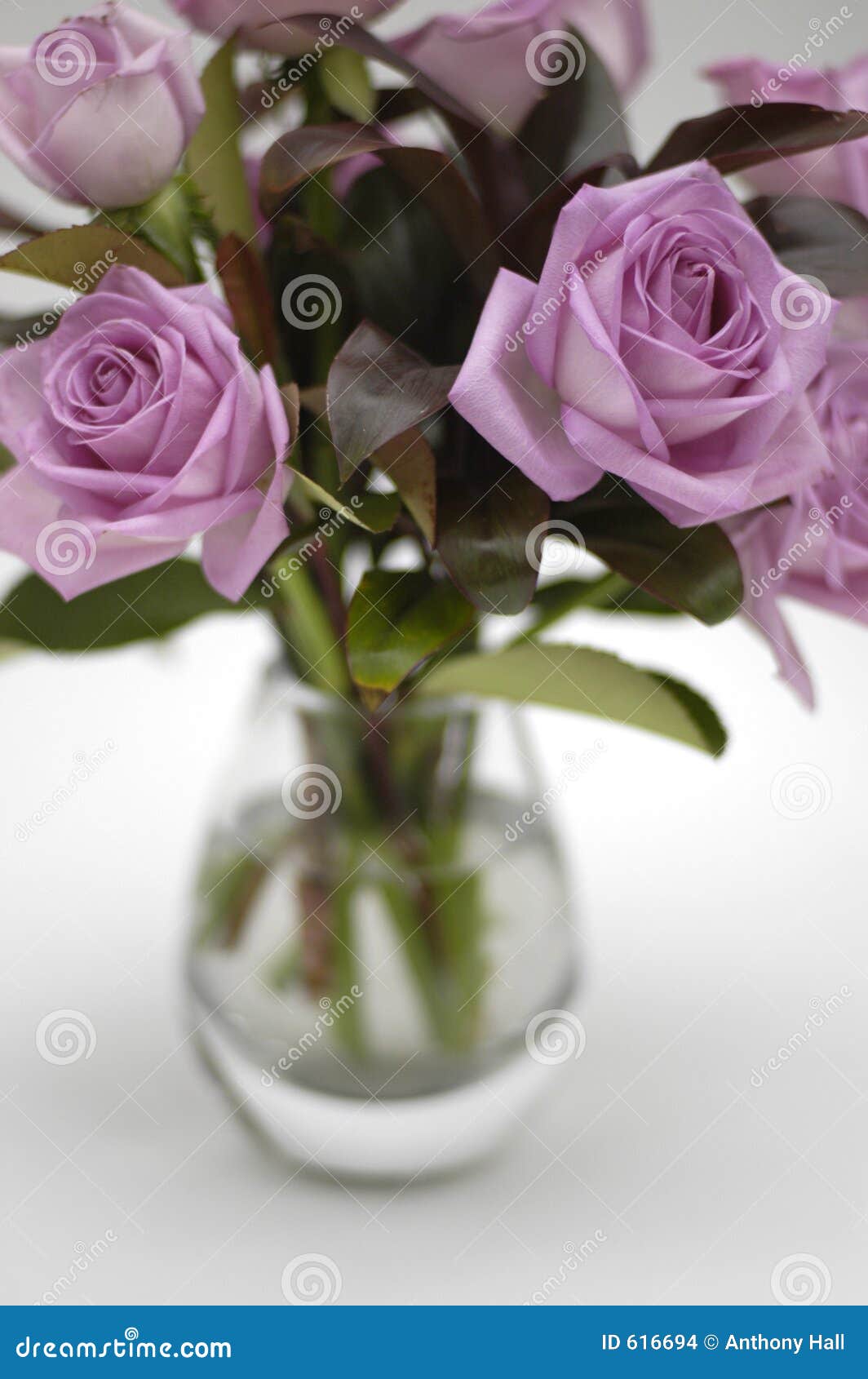 moody pink roses in vase 2