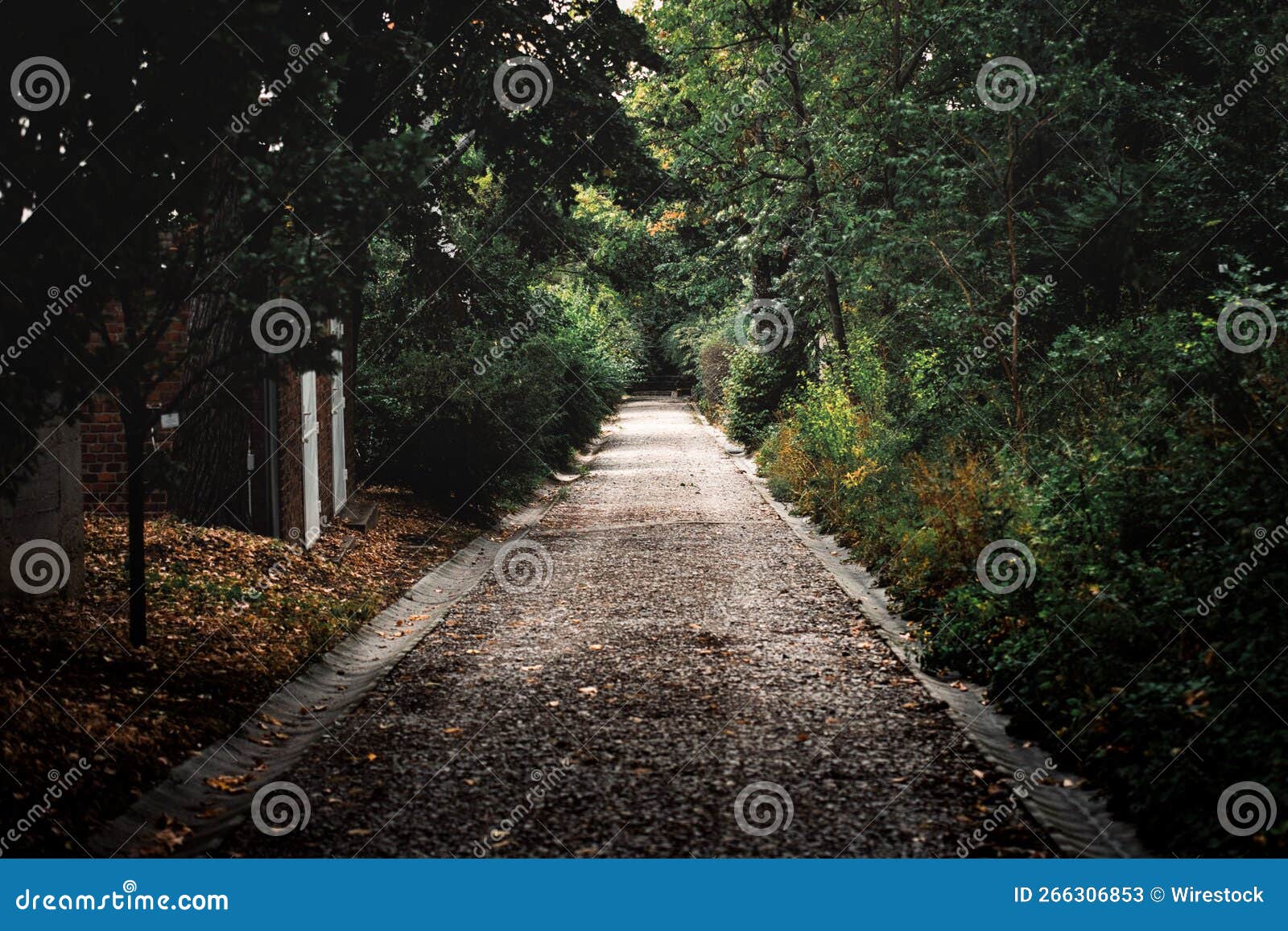 Moody road to the forest. stock image. Image of outdoors 266306853