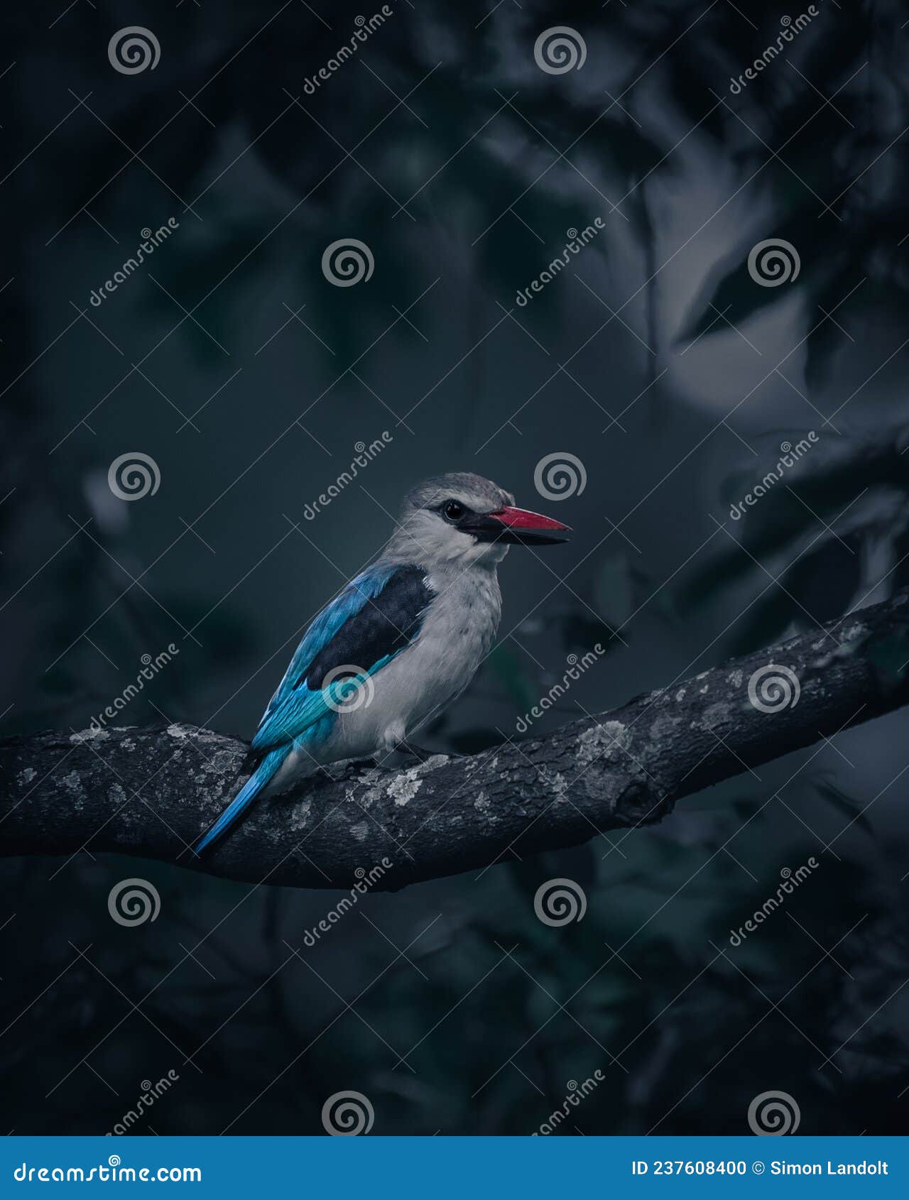 moody woodland kingfisher