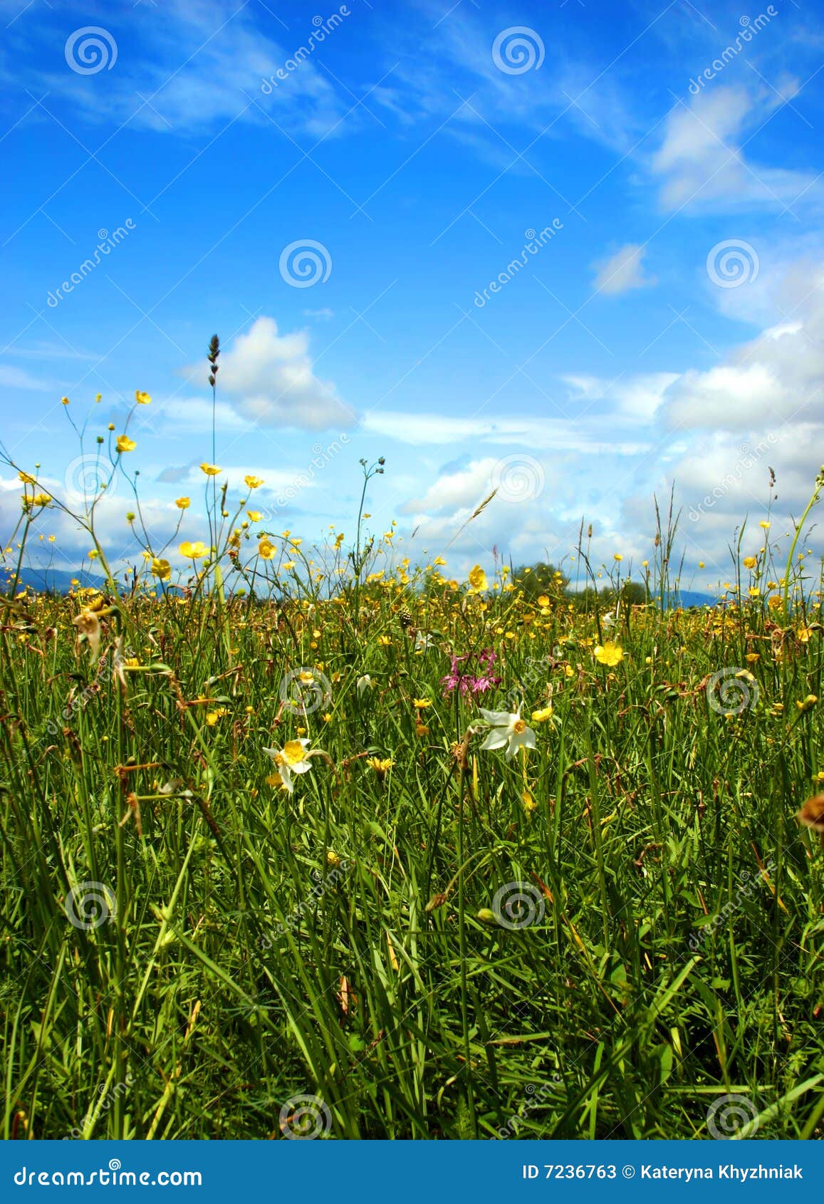 Mooi groen gebiedshoogtepunt van verschillende bloemen. Mooi groen weidehoogtepunt van de verschillende bloemen van de colourfulllente onder bewolkte hemel