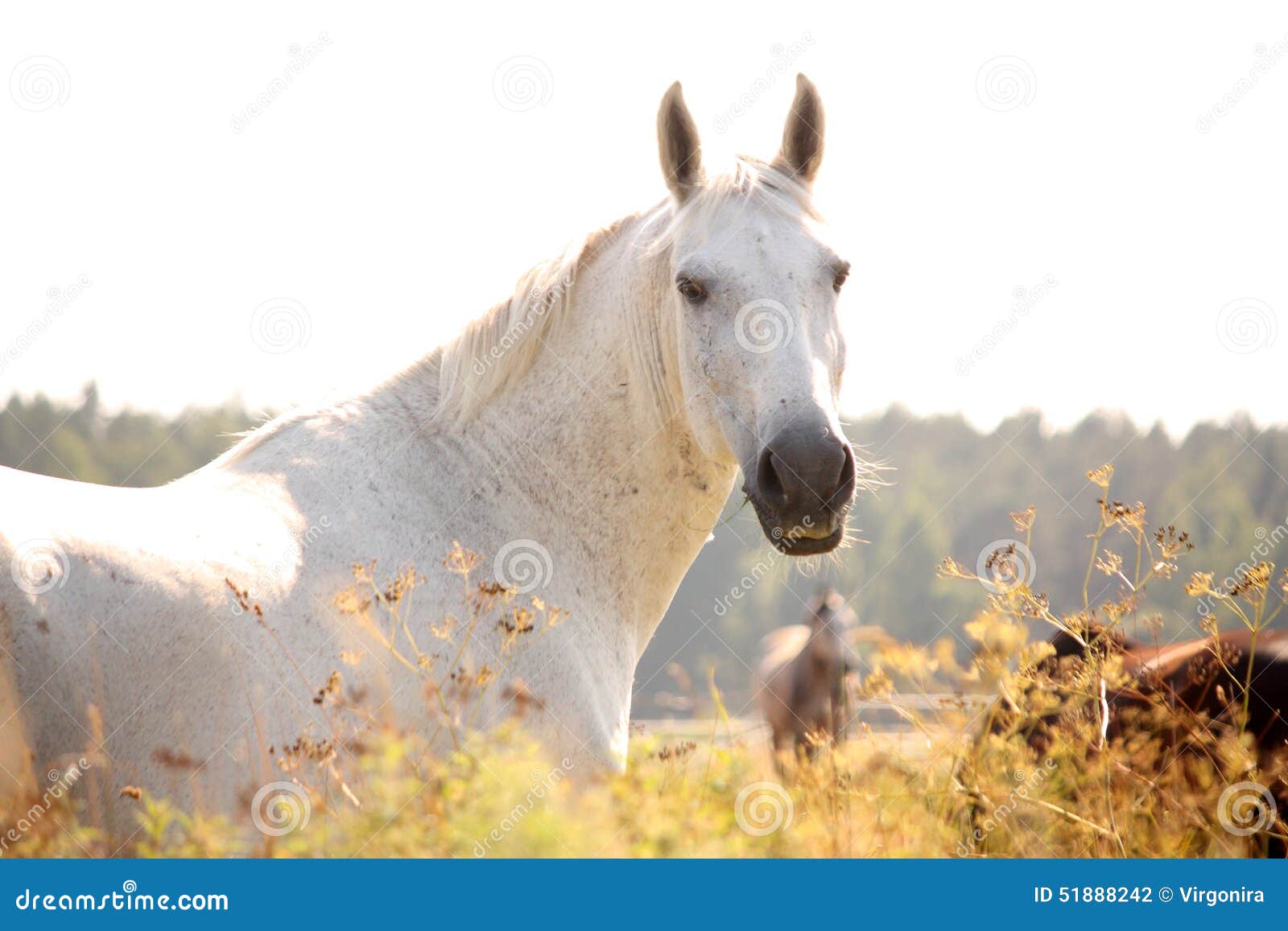 Mooi wit Arabisch paardportret op plattelandsgebied. Mooi wit Arabisch paardportret bij het gebied