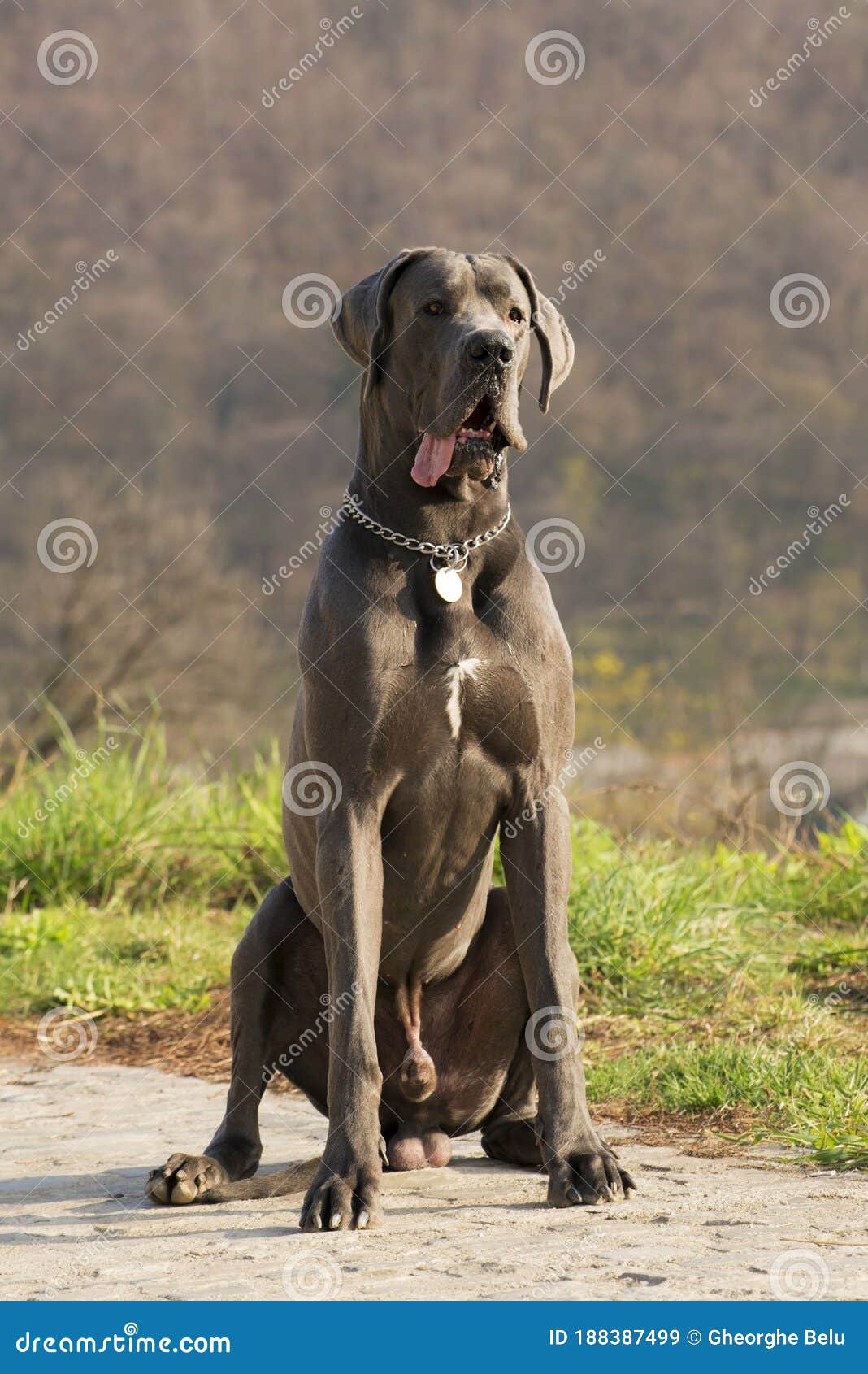 statistieken eigenaar genoeg Mooie Grijze Hond Die in Het Gras Zit En in De Natuur Kijkt Stock  Afbeelding - Image of blauw, horizon: 188387499