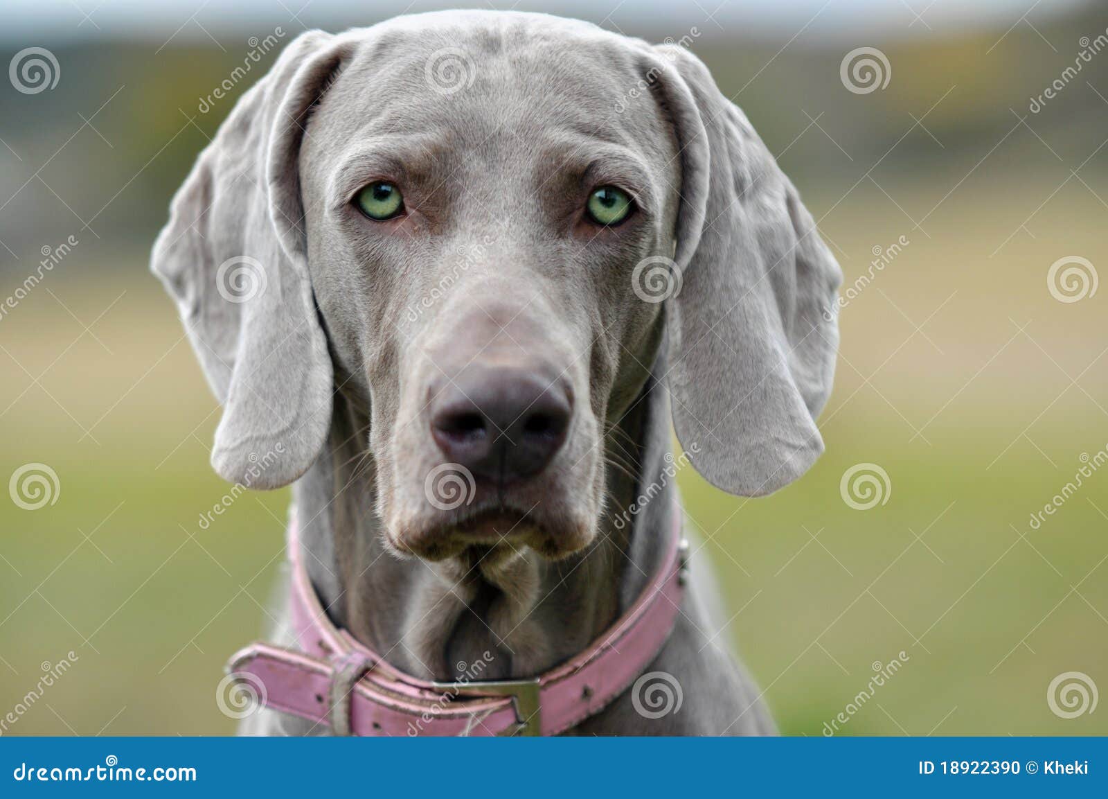 Verlating minstens majoor Mooie Grijze Hond Die Op U Let Stock Foto - Image of draaistel, huisdier:  18922390
