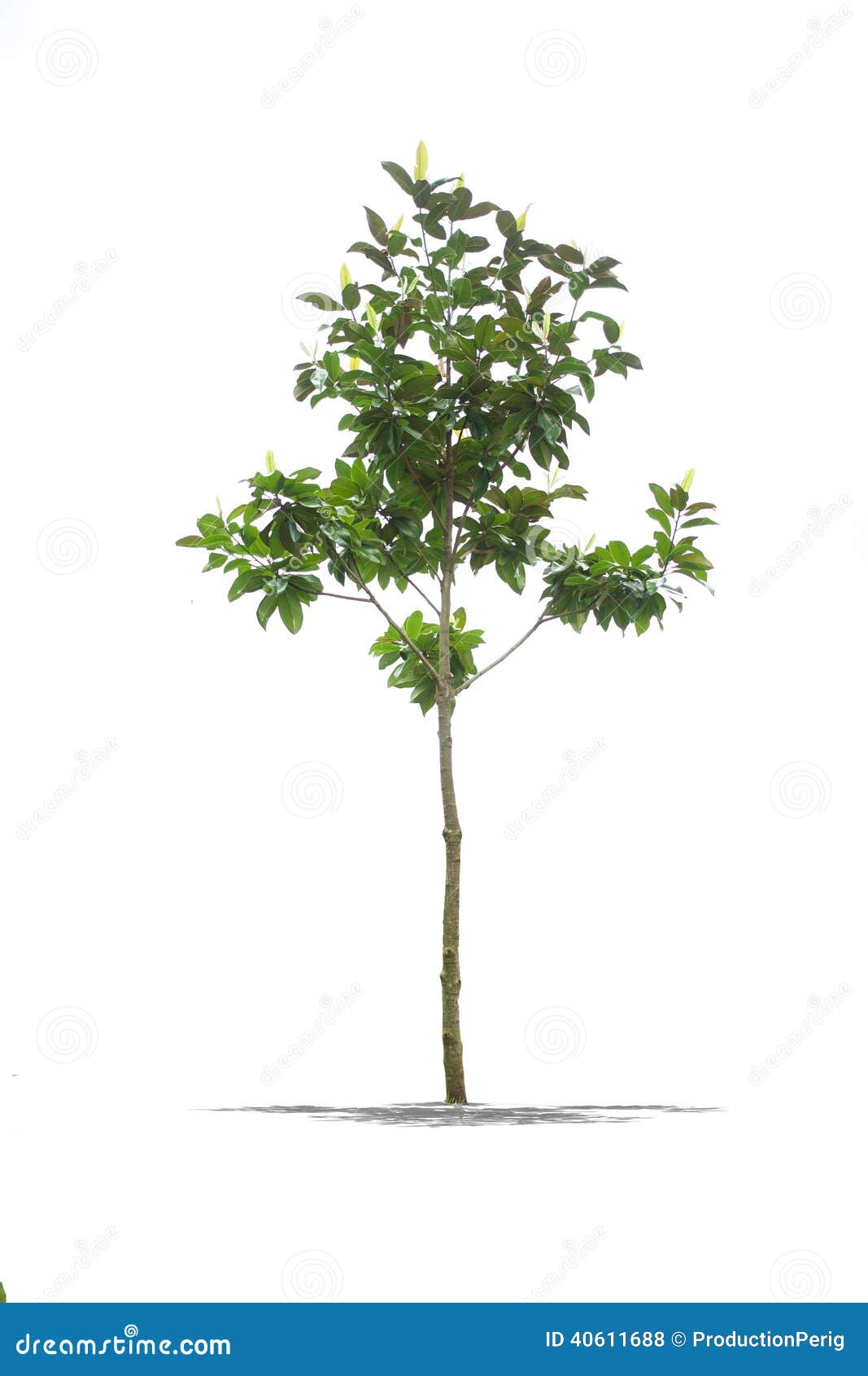 tuin definitie mooie groene boom op een witte achtergrond in hoge tuin definitie mooie groene boom op een witte achtergrond in hoge