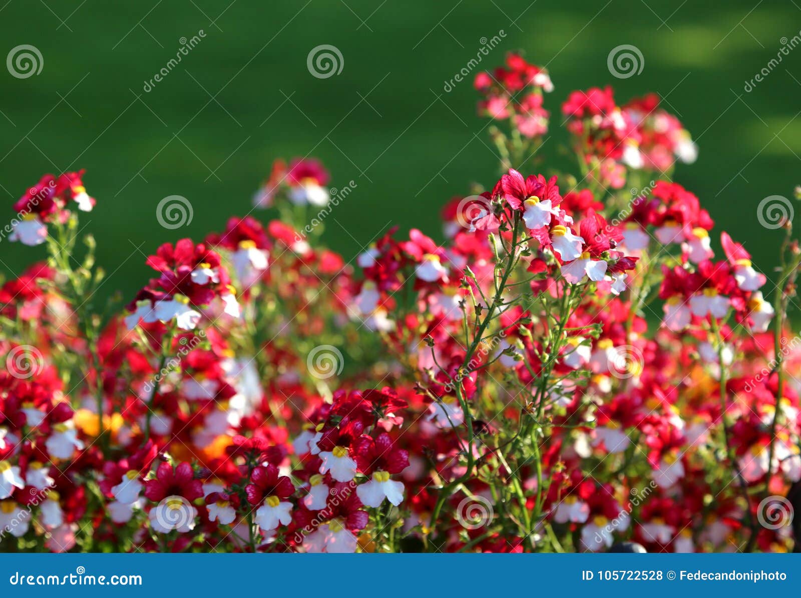 dempen weefgetouw Pebish Mooie Kleine Bloemen Met Witte En Rode Bloemblaadjes Stock Foto - Image of  bloembed, bloemen: 105722528